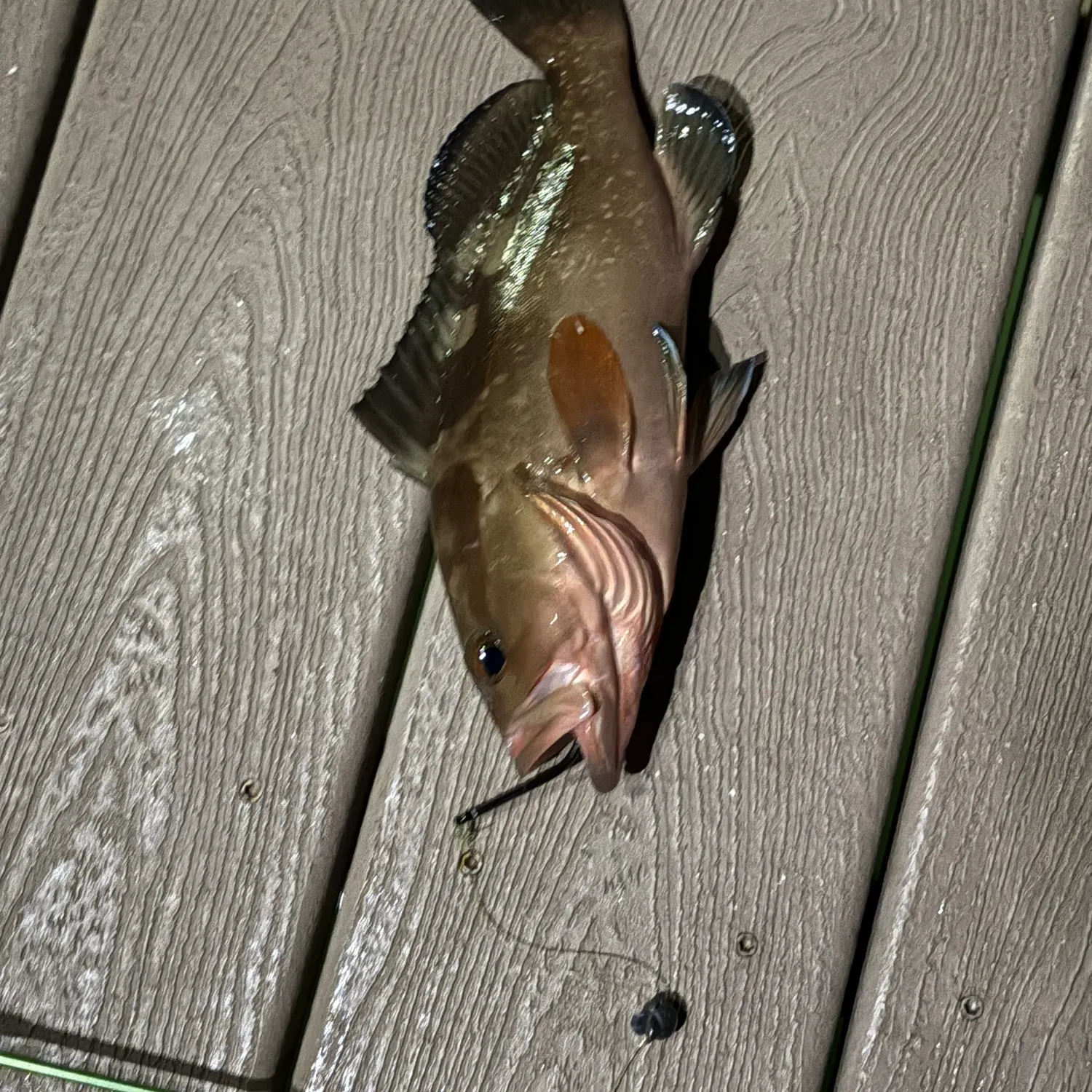 The most recent Red grouper catches on Fishbrain