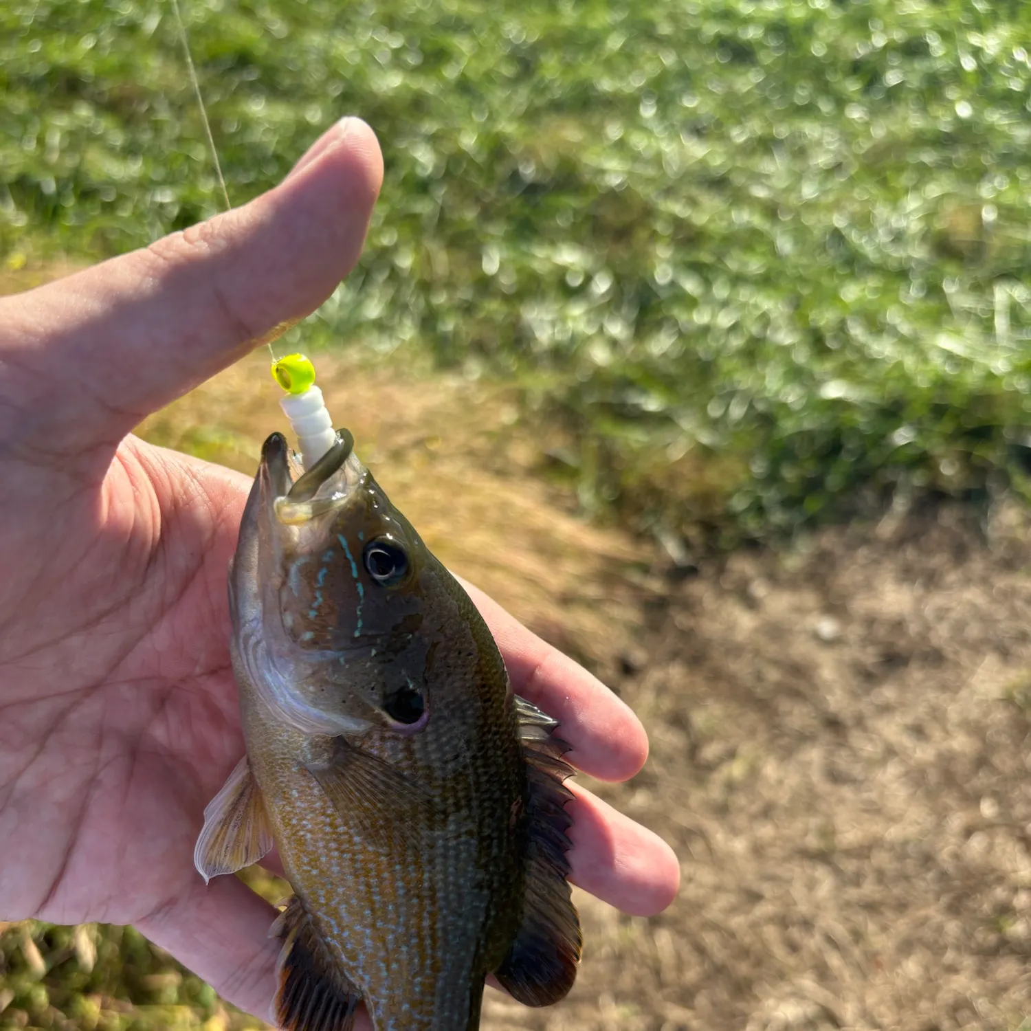Green sunfish caught on Fishbrain