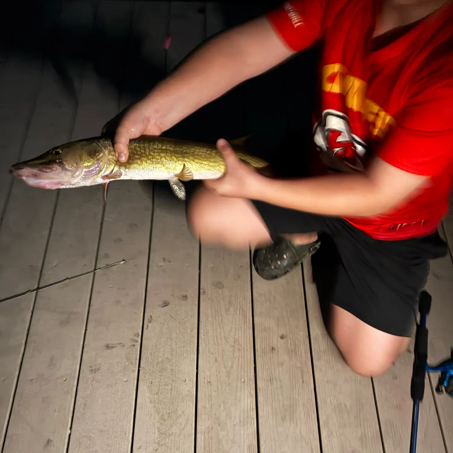 Chain pickerel caught on Fishbrain