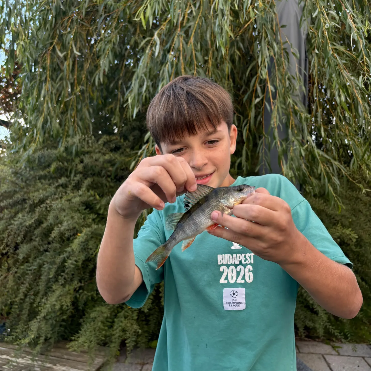 European perch caught on Fishbrain