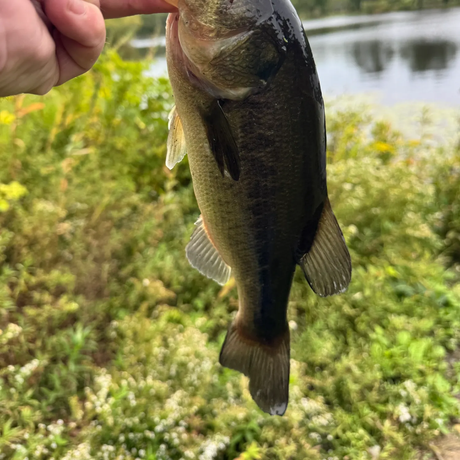 Largemouth bass caught on Fishbrain