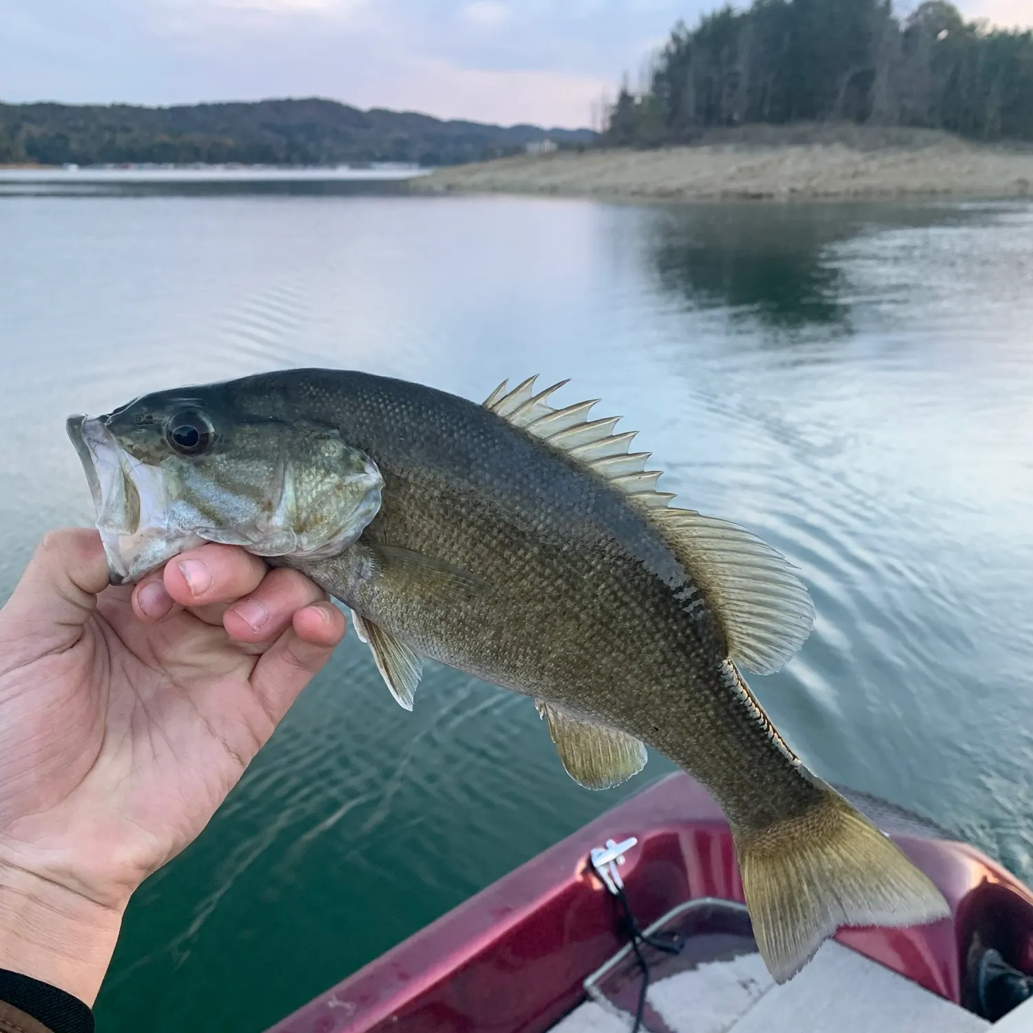 Smallmouth bass caught on Fishbrain