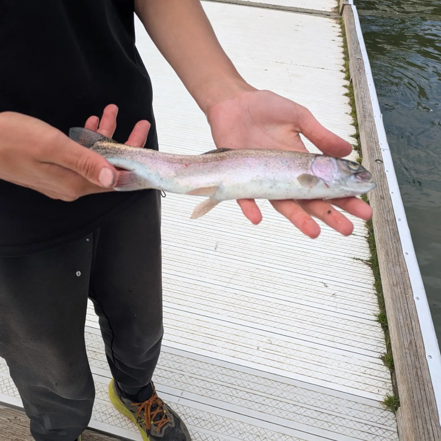 Rainbow trout caught on Fishbrain
