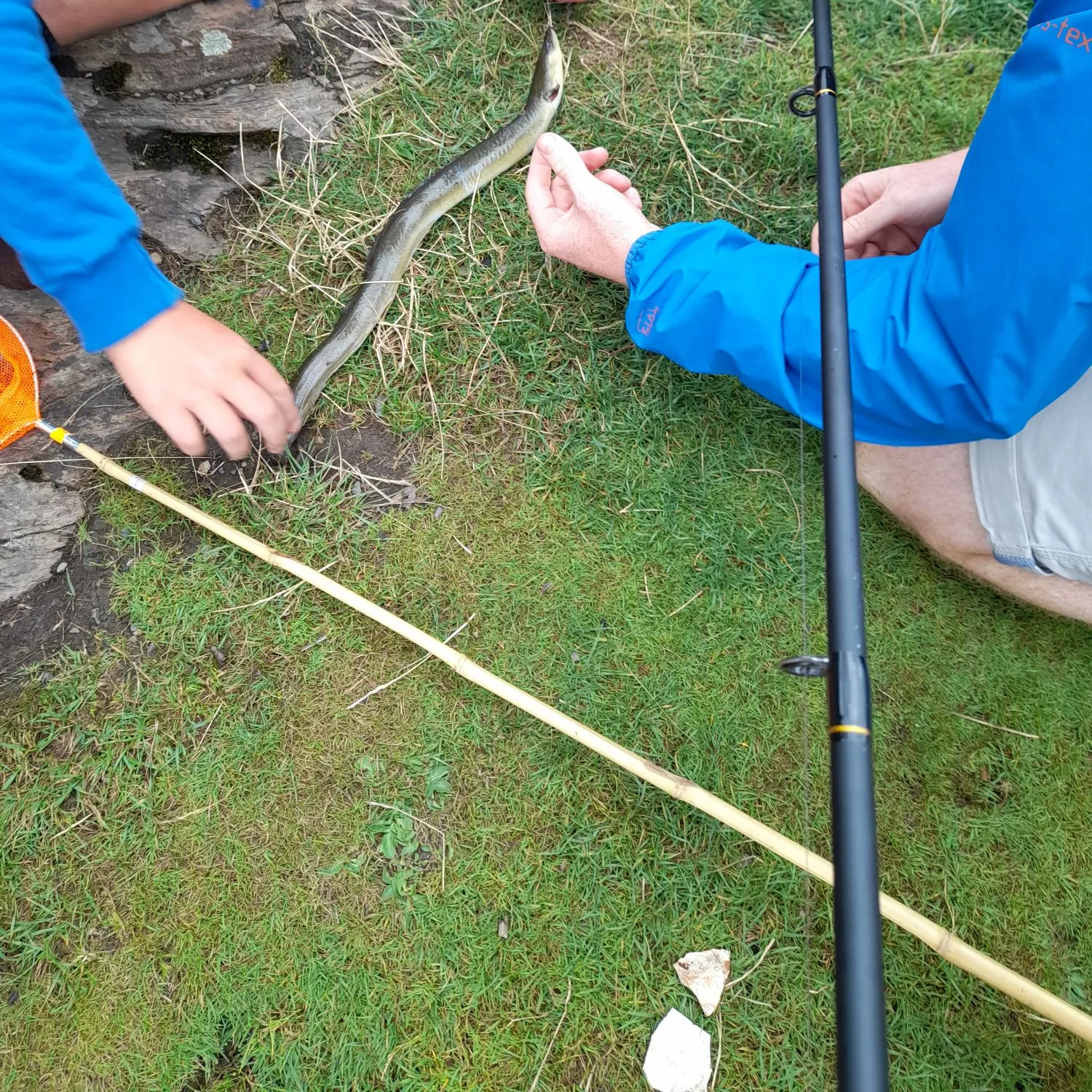 European eel caught on Fishbrain