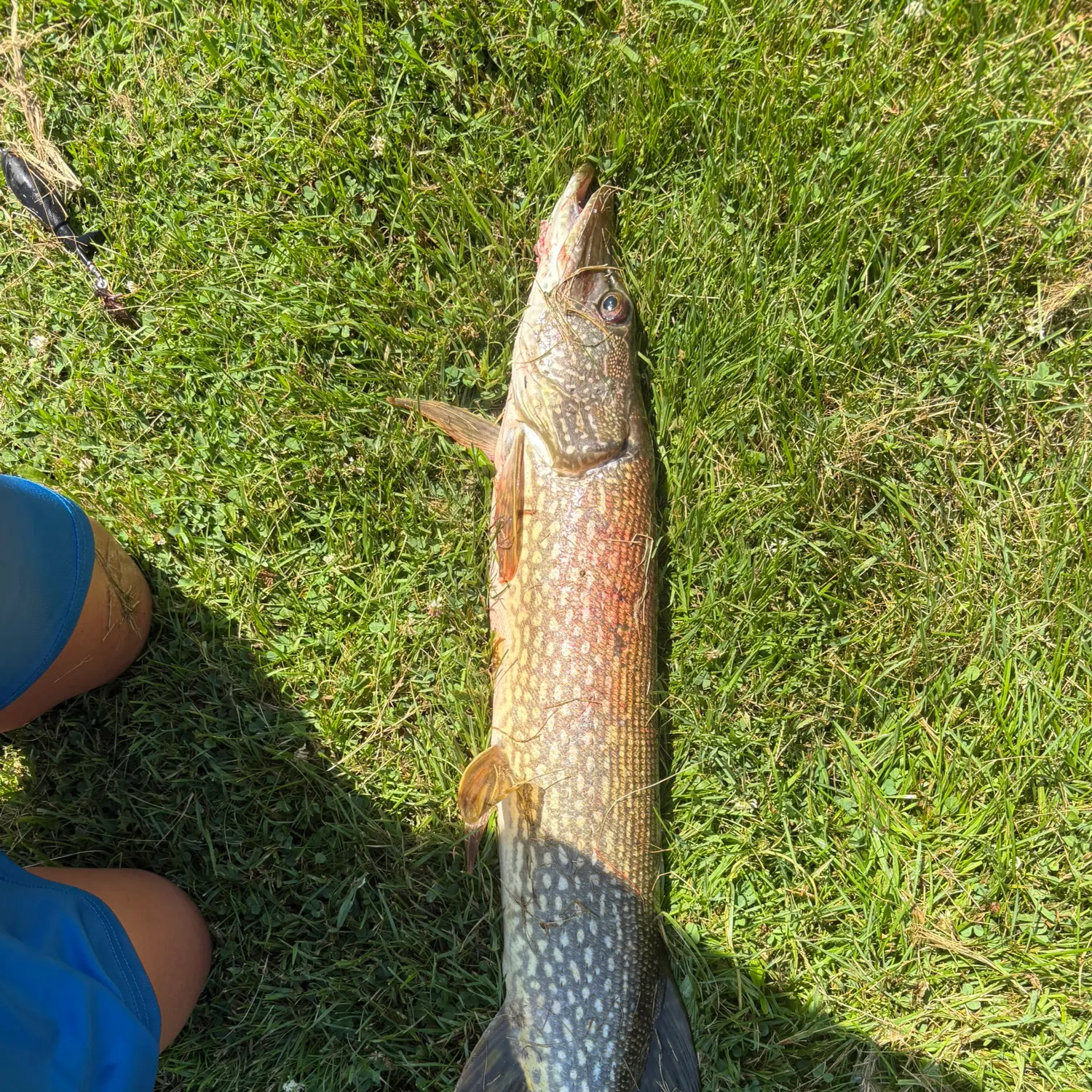 Northern pike caught on Fishbrain