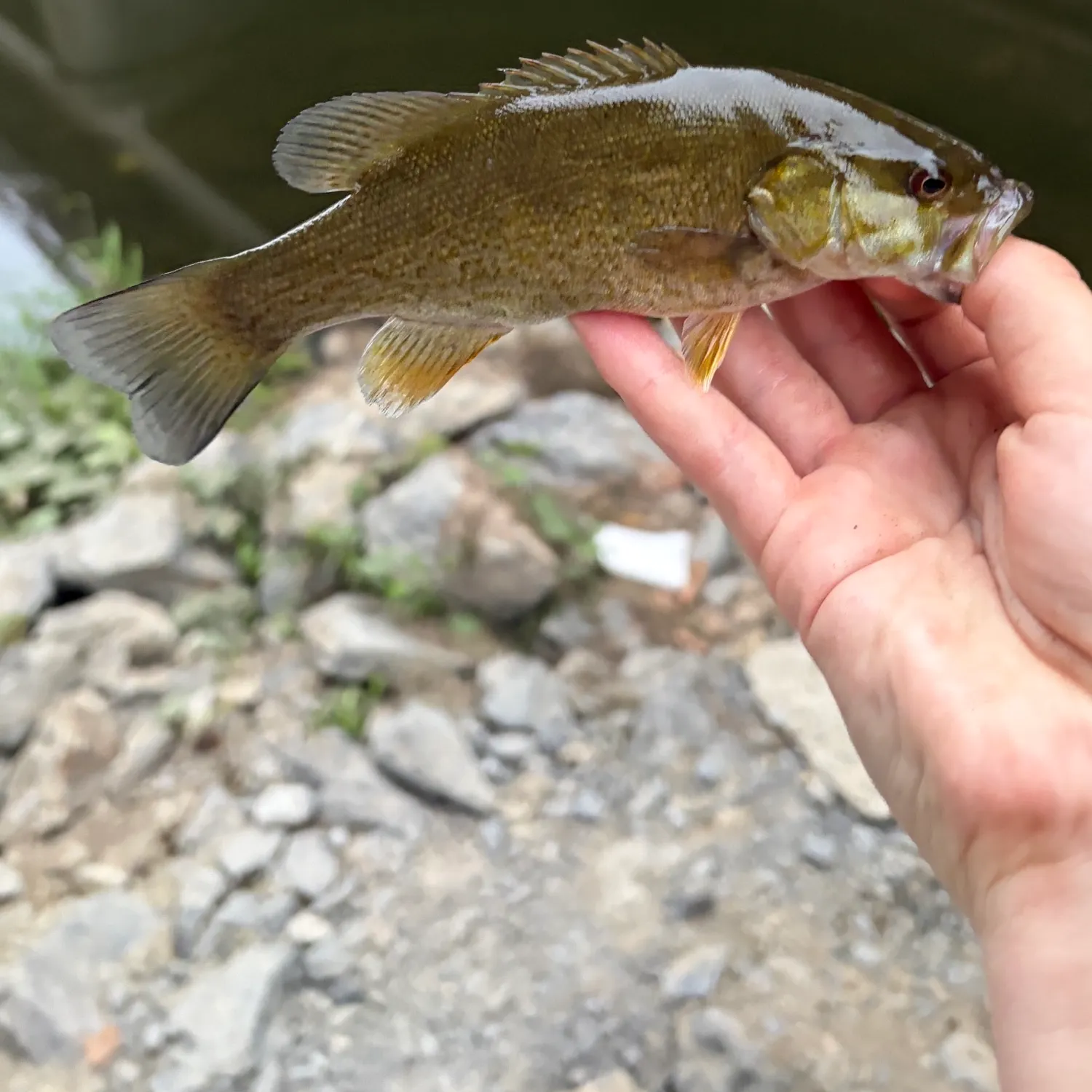 Smallmouth bass caught on Fishbrain