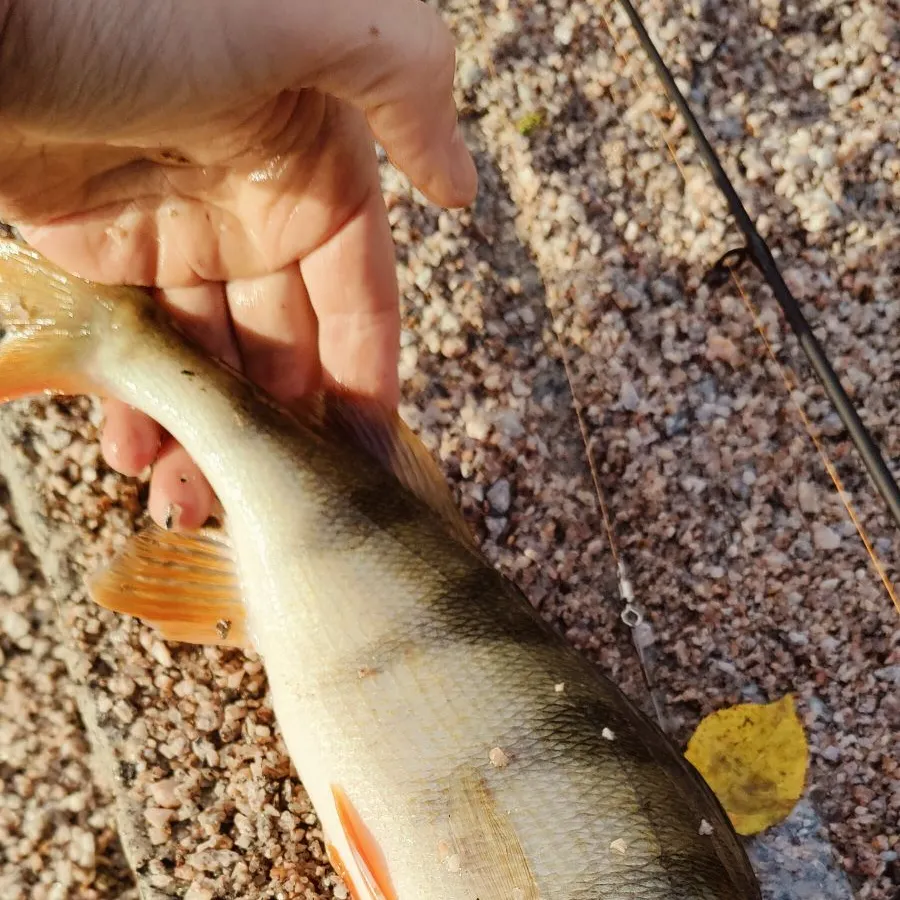 European perch caught on Fishbrain