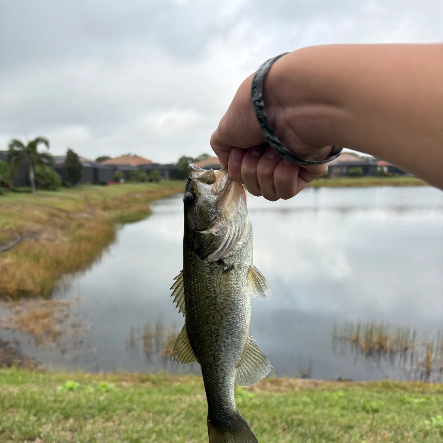 The most recent Largemouth bass catches on Fishbrain