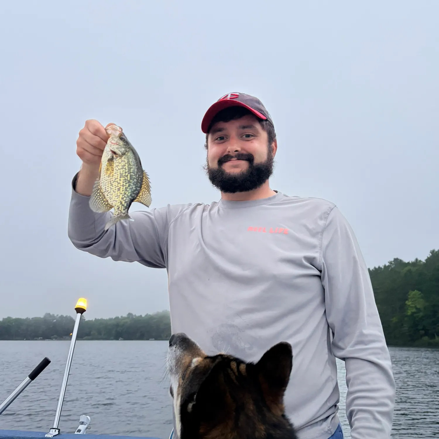 Black crappie caught on Fishbrain