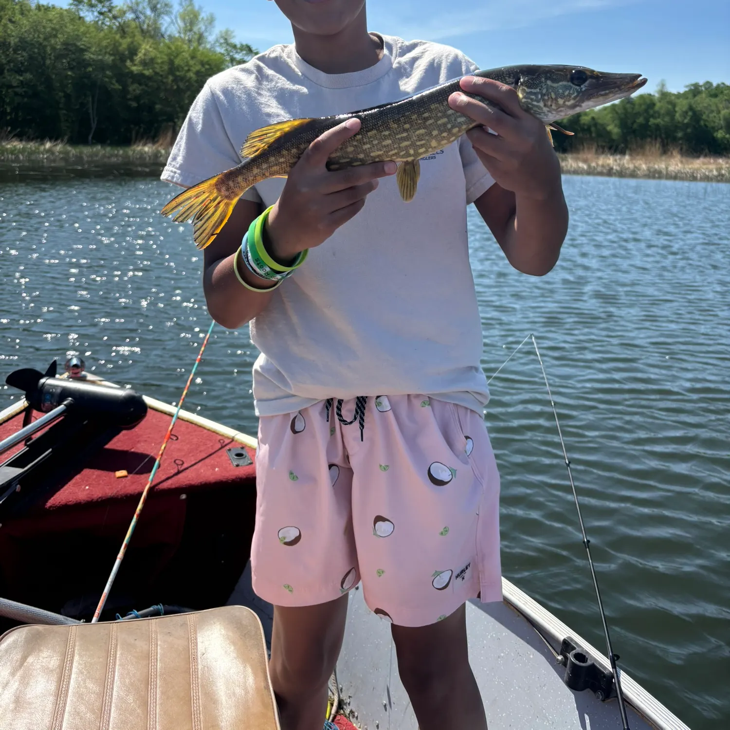 Northern pike caught on Fishbrain
