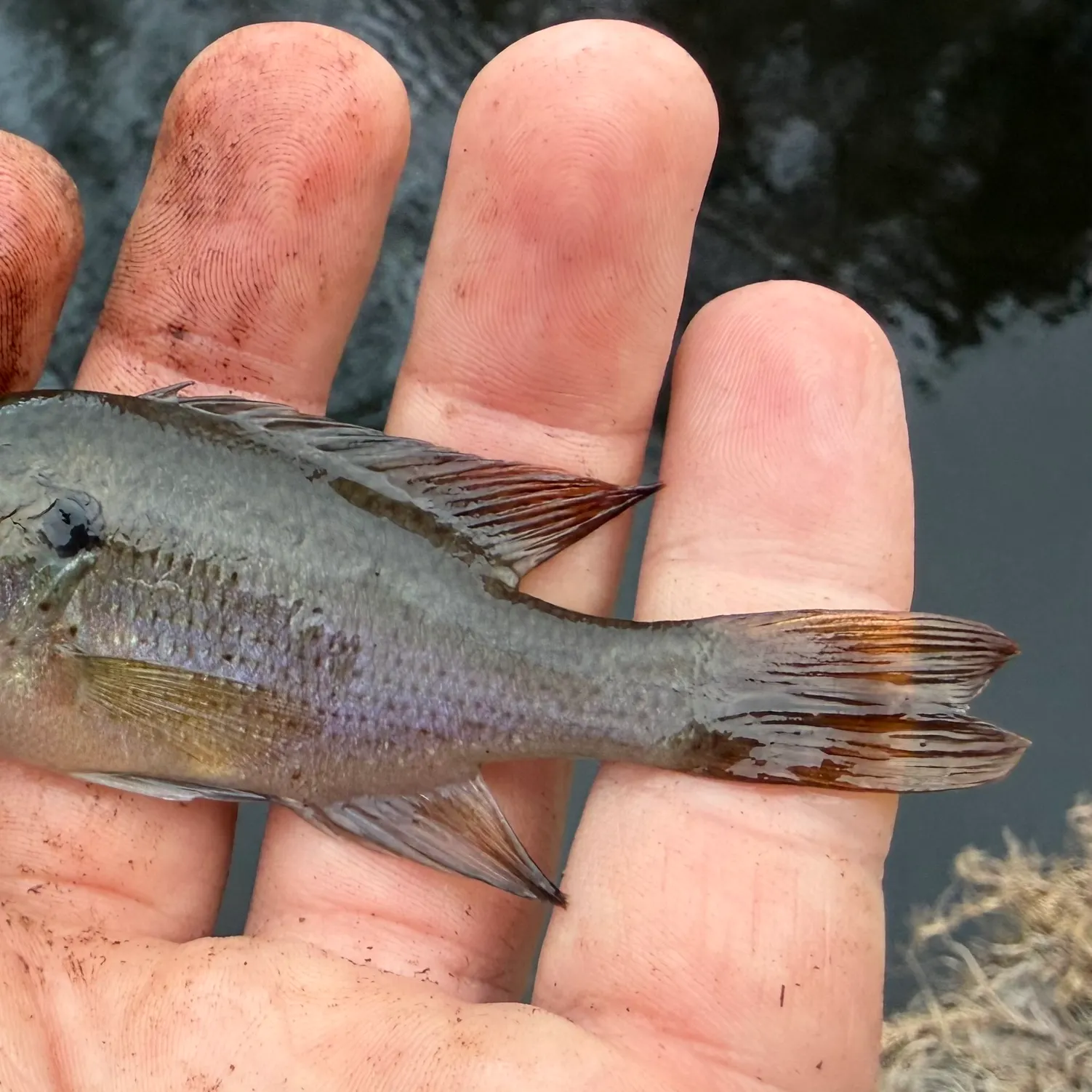The most recent Spotted sunfish catches on Fishbrain