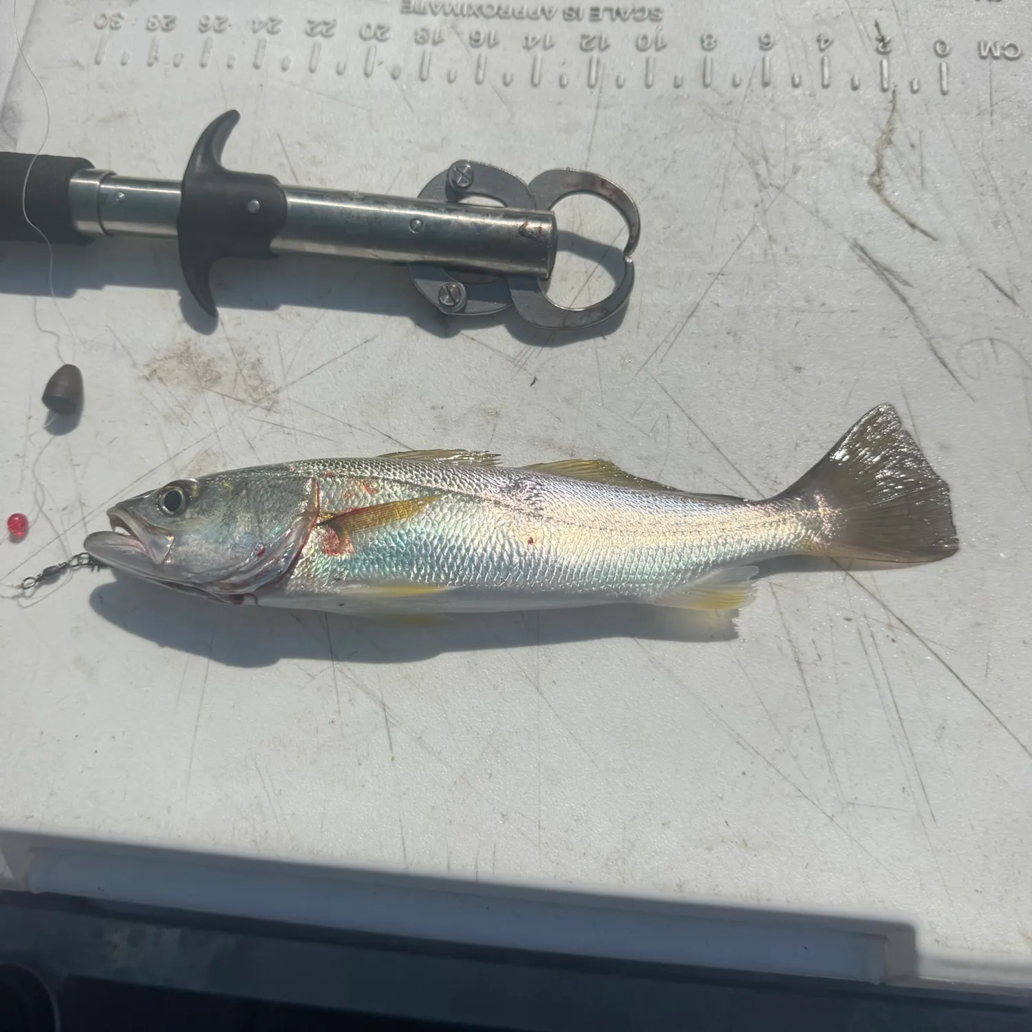 The most recent Sand seatrout catches on Fishbrain