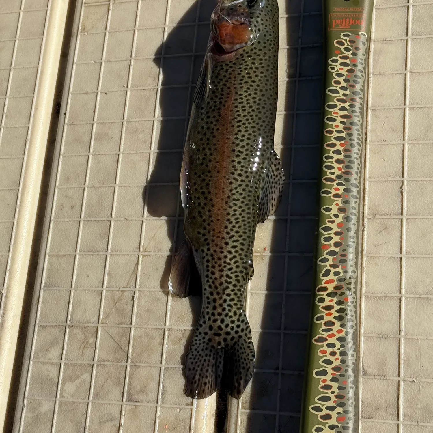 The most recent Cutbow catches on Fishbrain