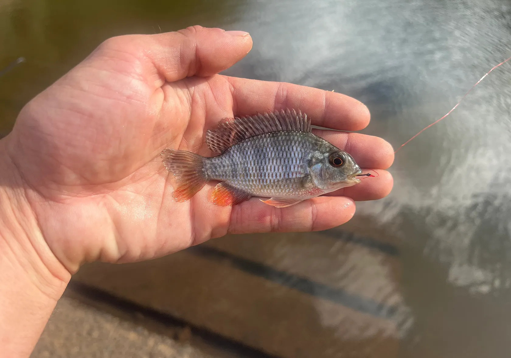 Redbreast tilapia