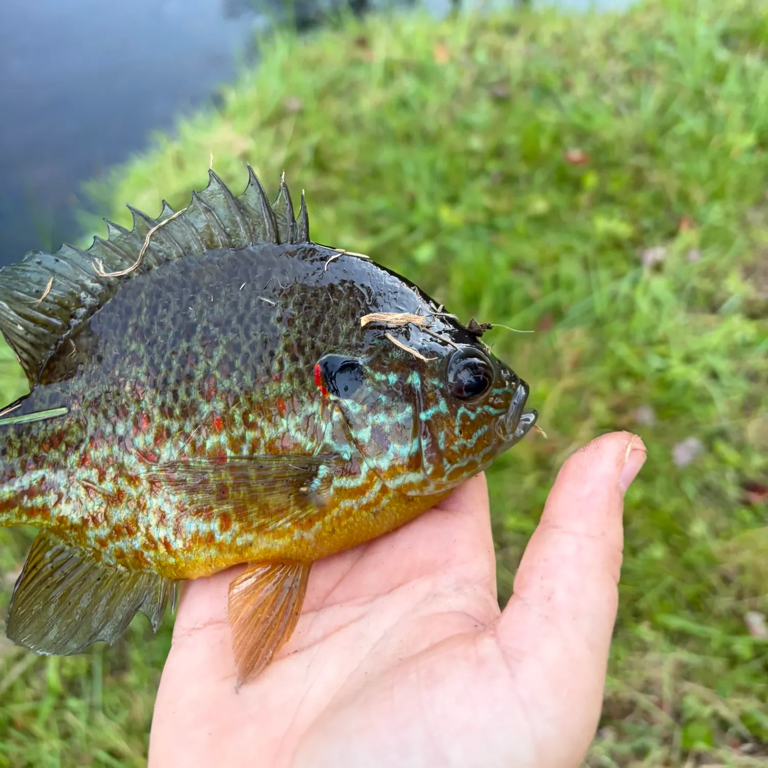 Pumpkinseed caught on Fishbrain