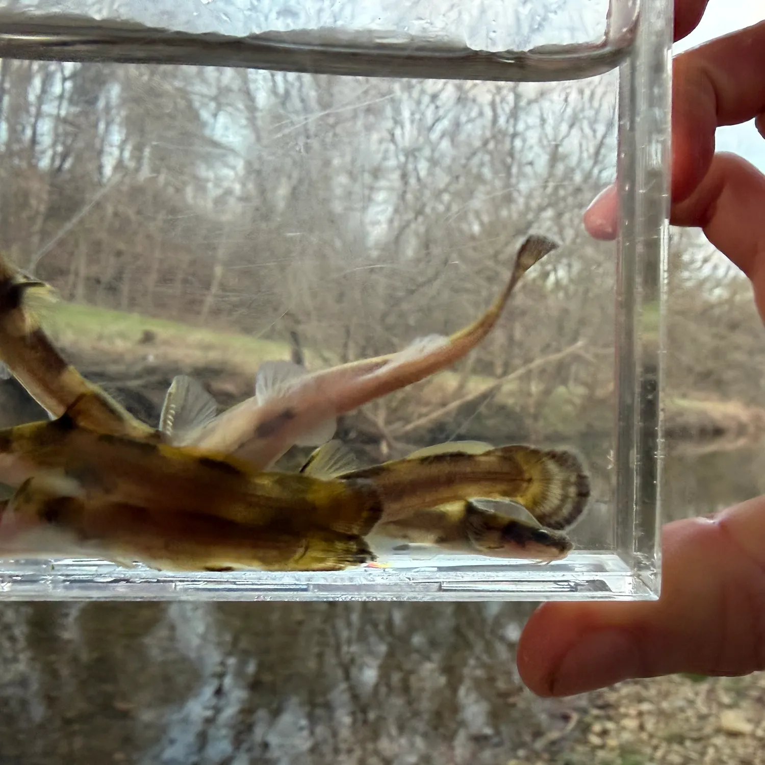 The most recent Northern madtom catches on Fishbrain