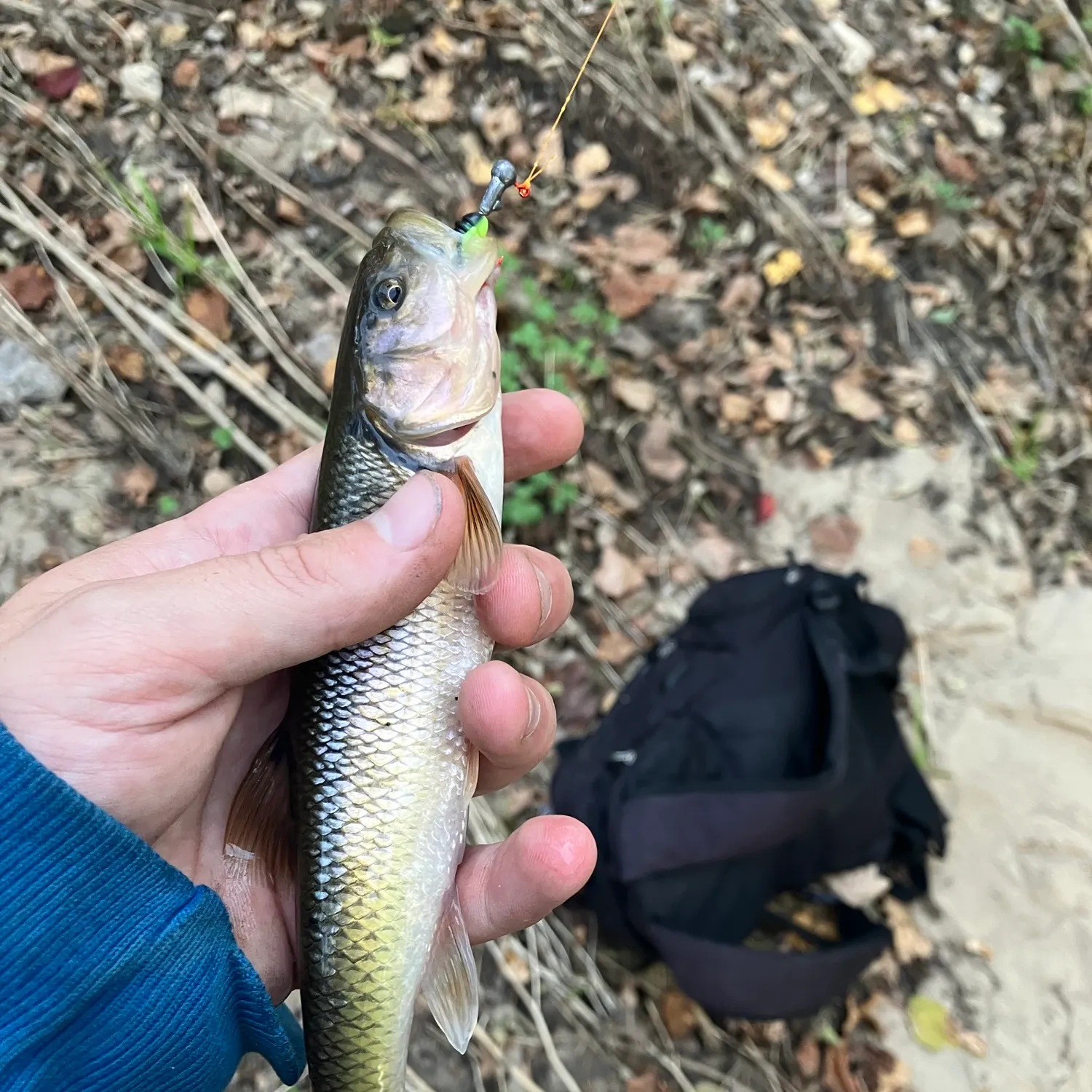 Creek chub caught on Fishbrain