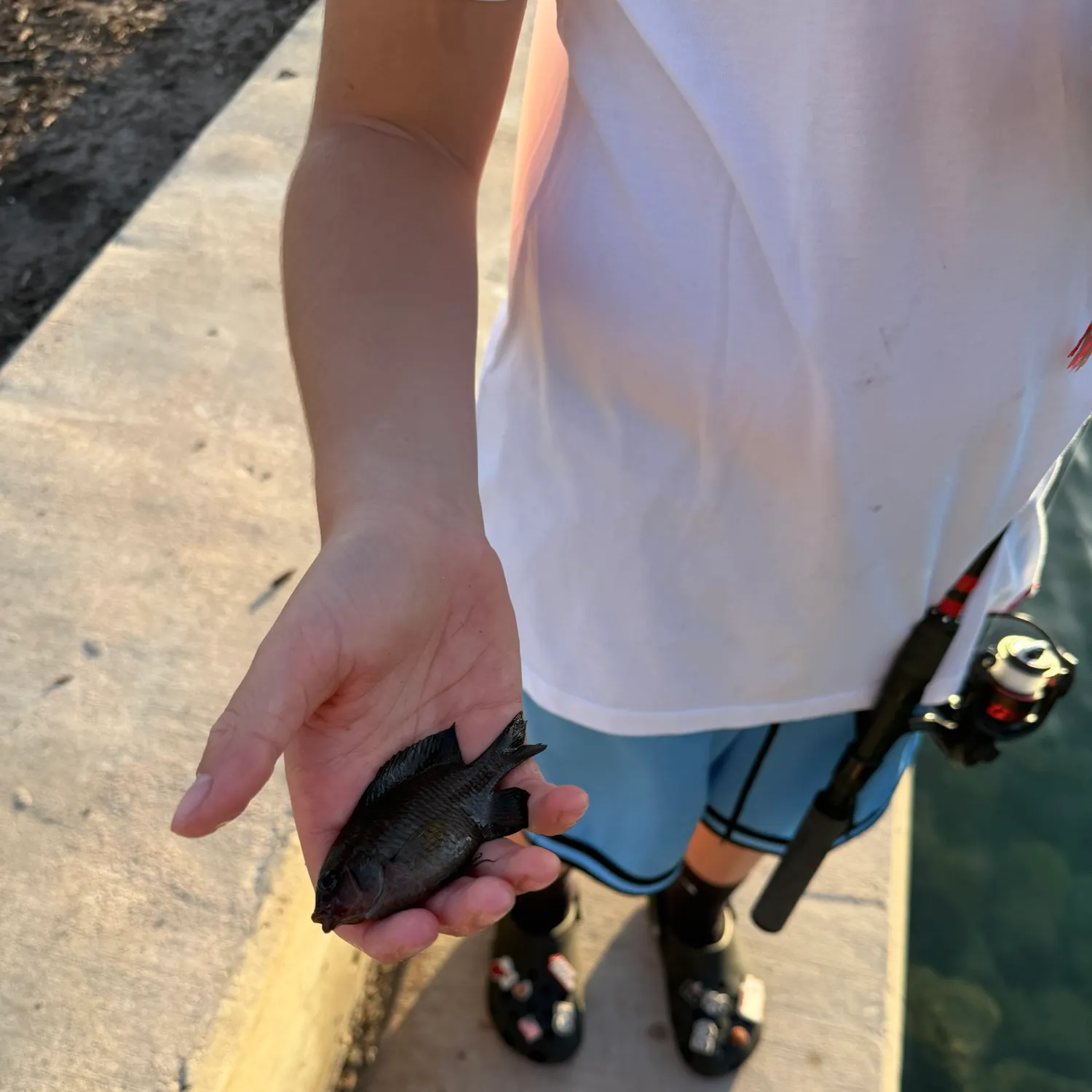 The most recent Dusky damselfish catches on Fishbrain