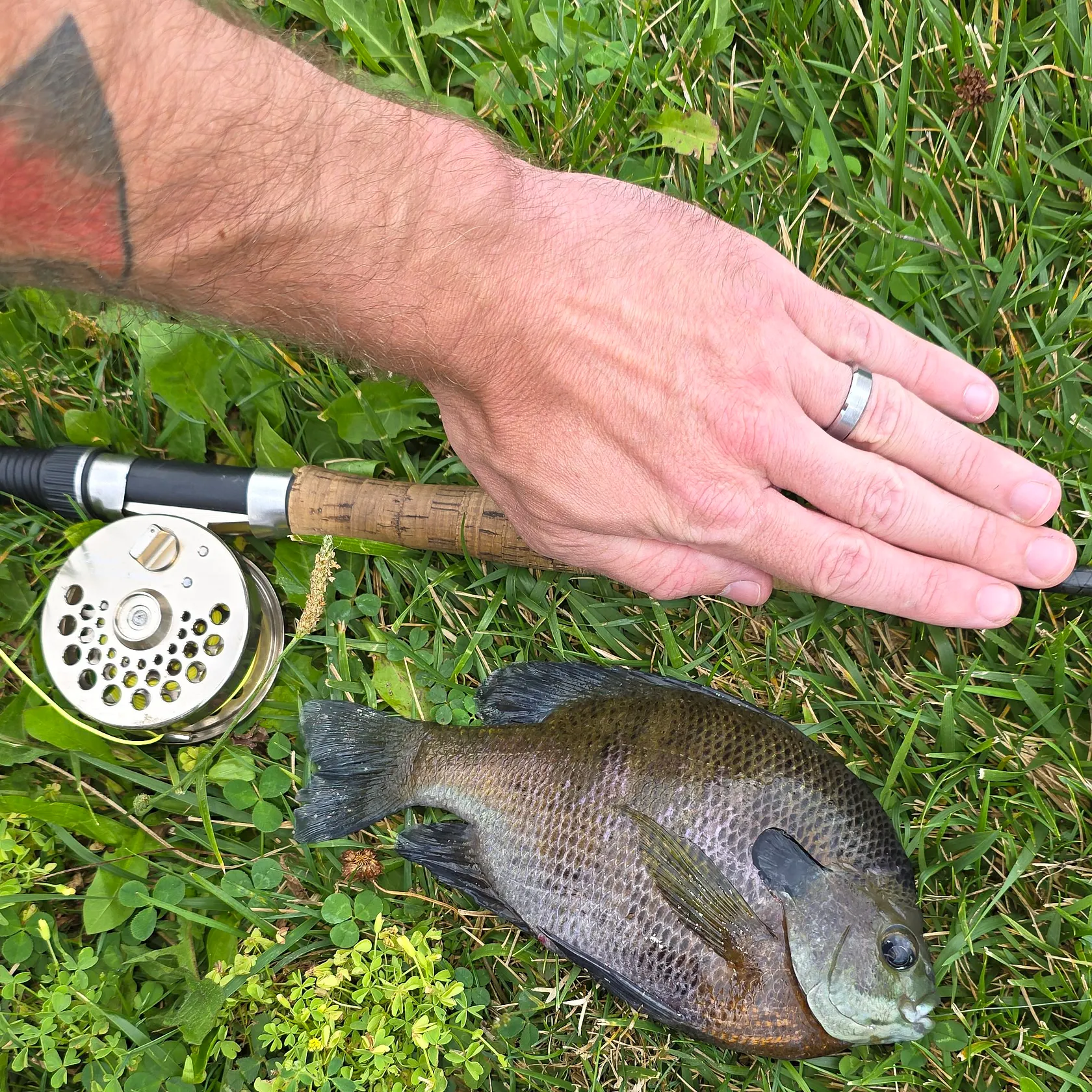 Bluegill caught on Fishbrain