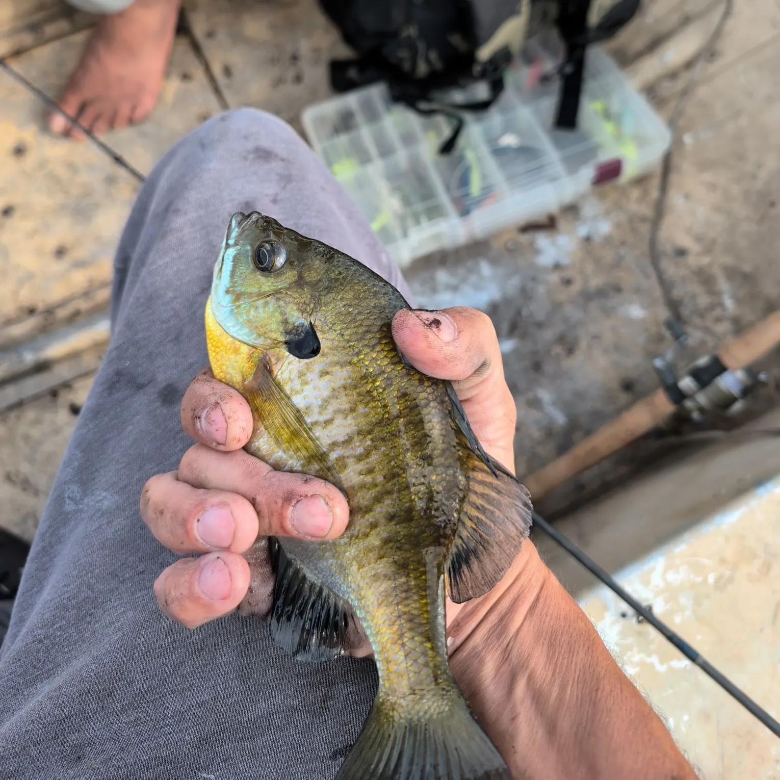 Bluegill caught on Fishbrain