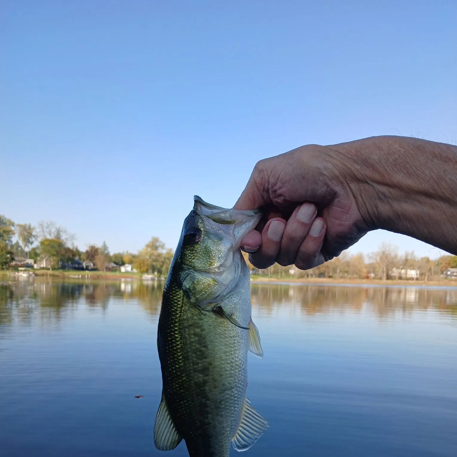 Largemouth bass caught on Fishbrain
