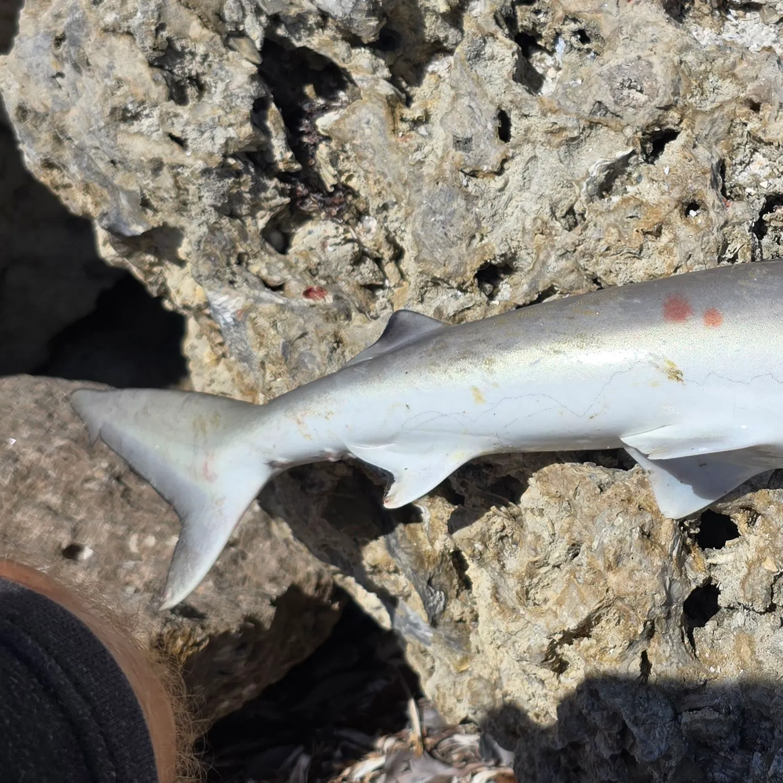 The most recent Spinner shark catches on Fishbrain