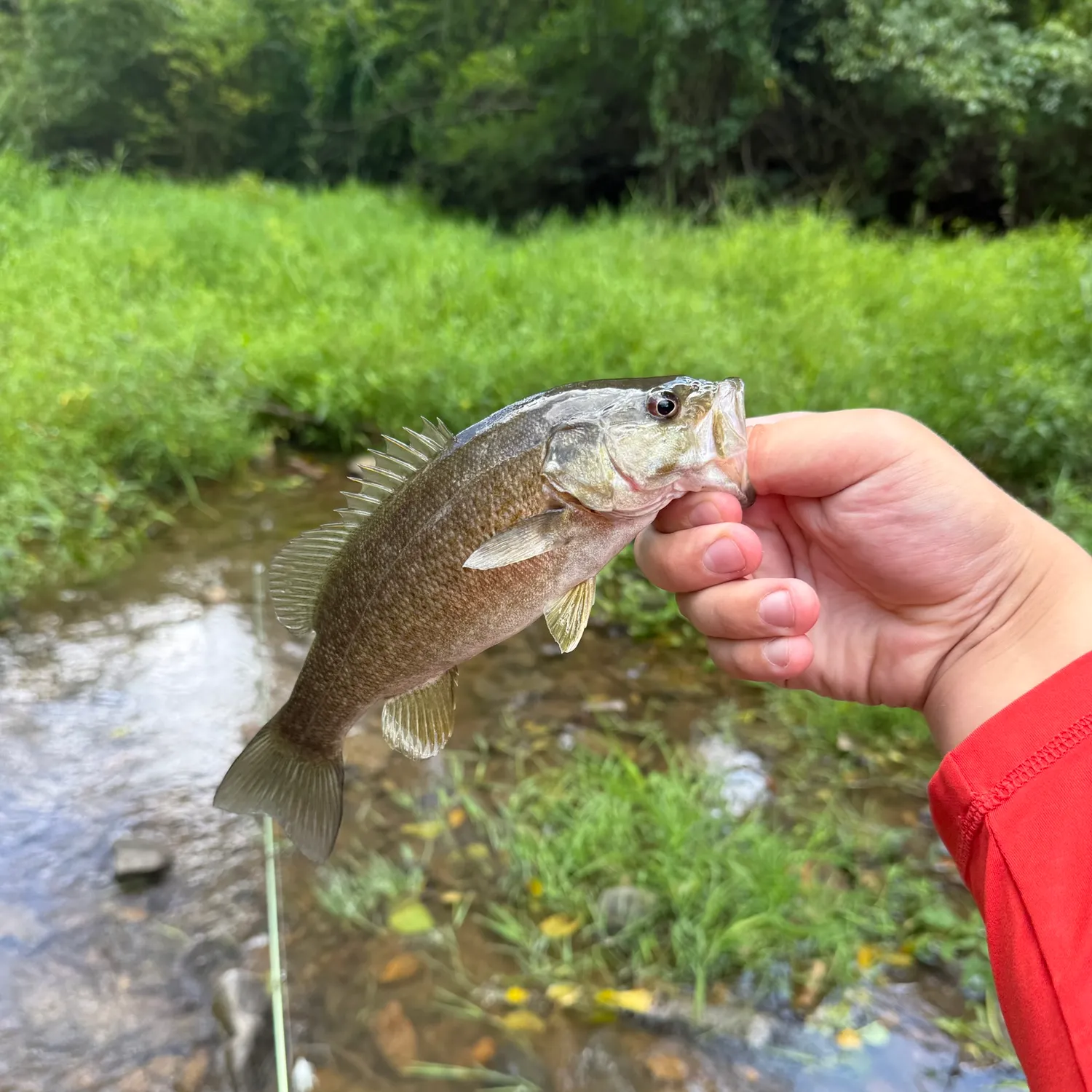 Smallmouth bass caught on Fishbrain