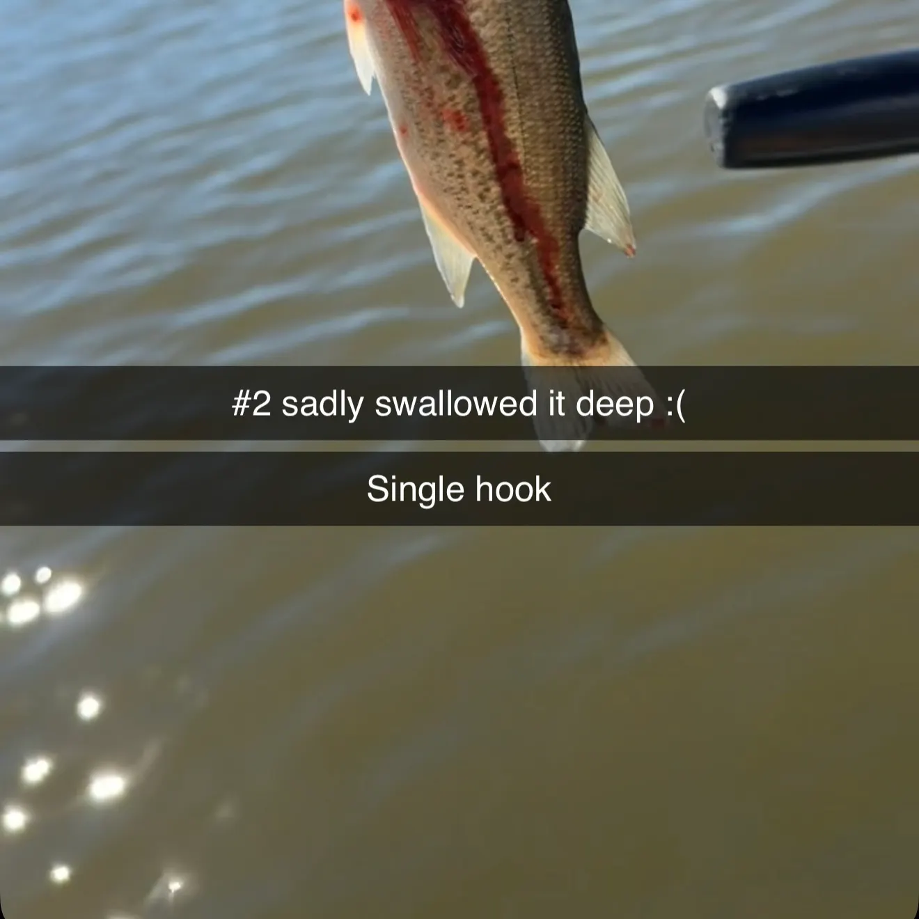 Smallmouth bass caught on Fishbrain