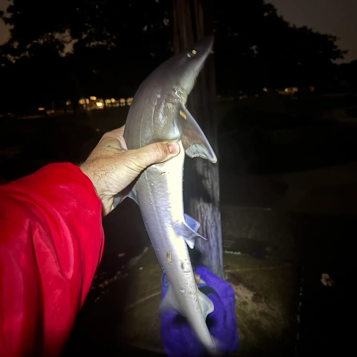 Dusky smooth-hound caught on Fishbrain