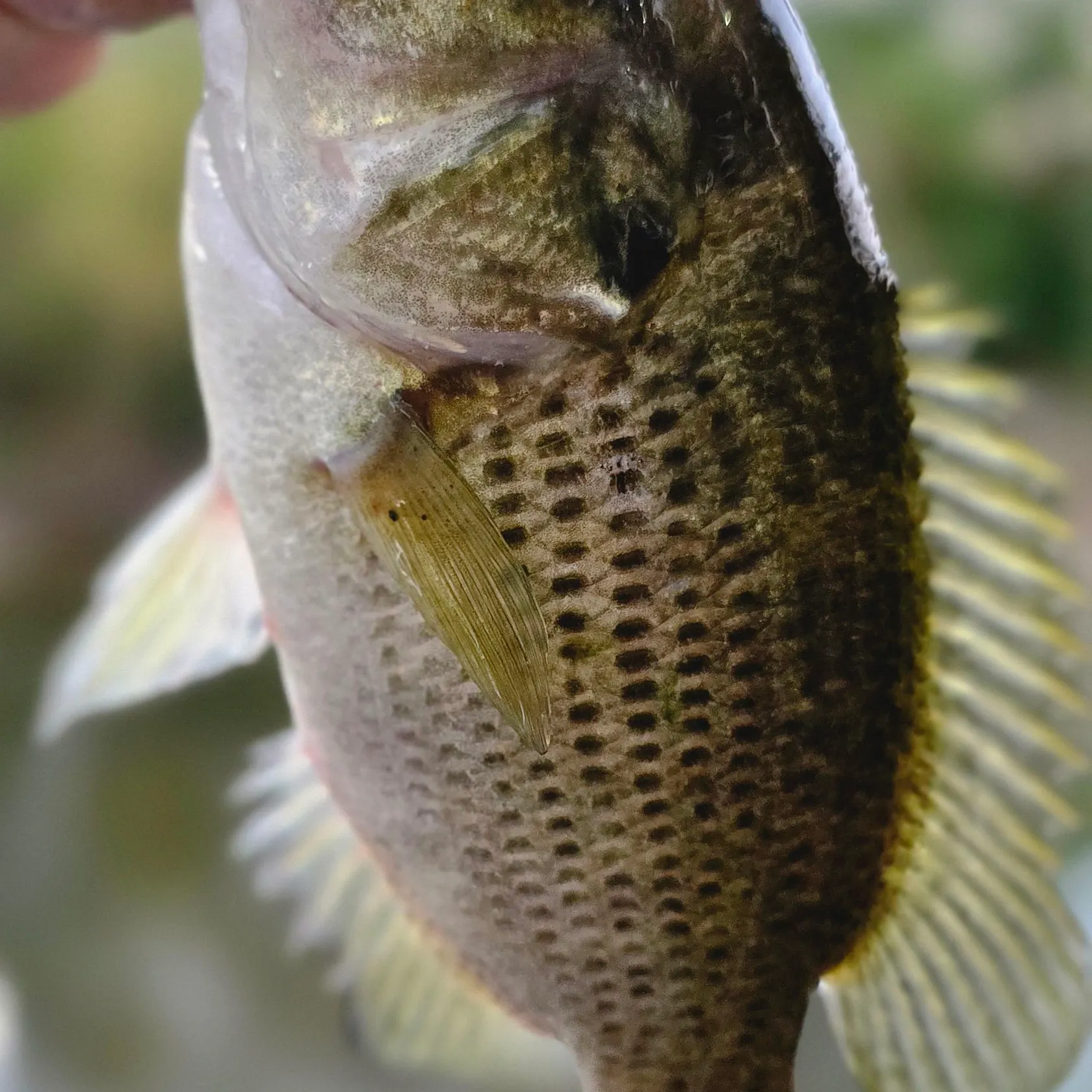 Rock bass caught on Fishbrain
