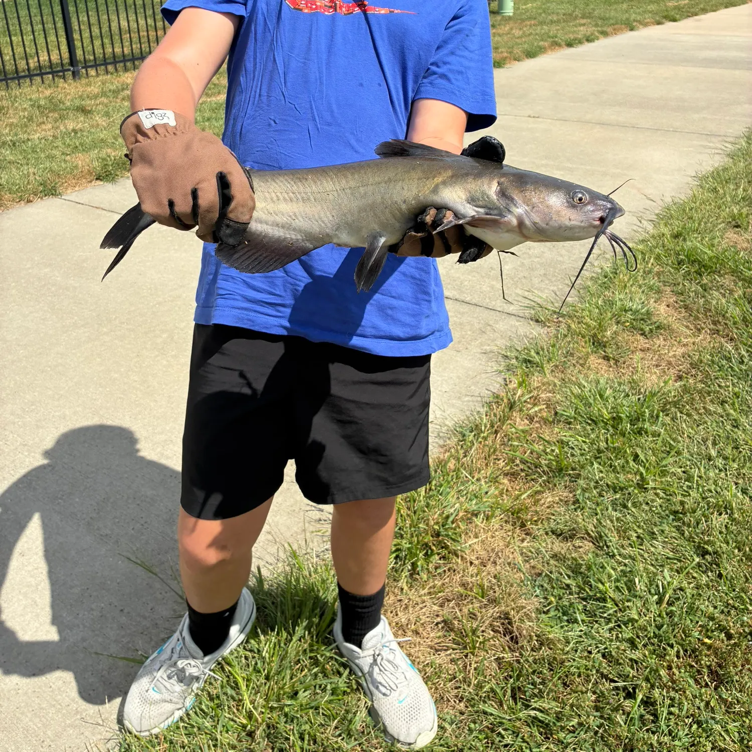 Channel catfish caught on Fishbrain