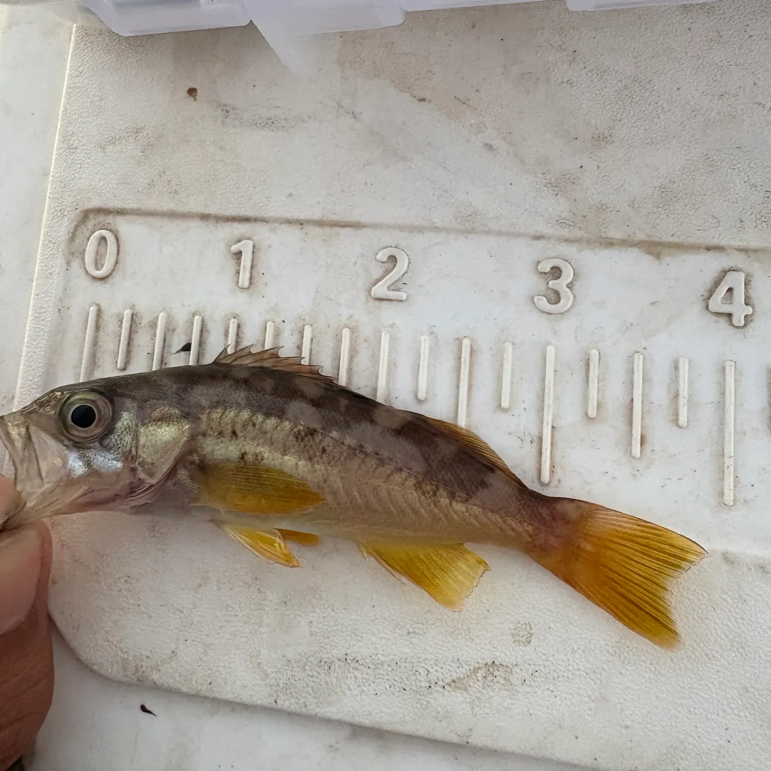 Olive rockfish caught on Fishbrain