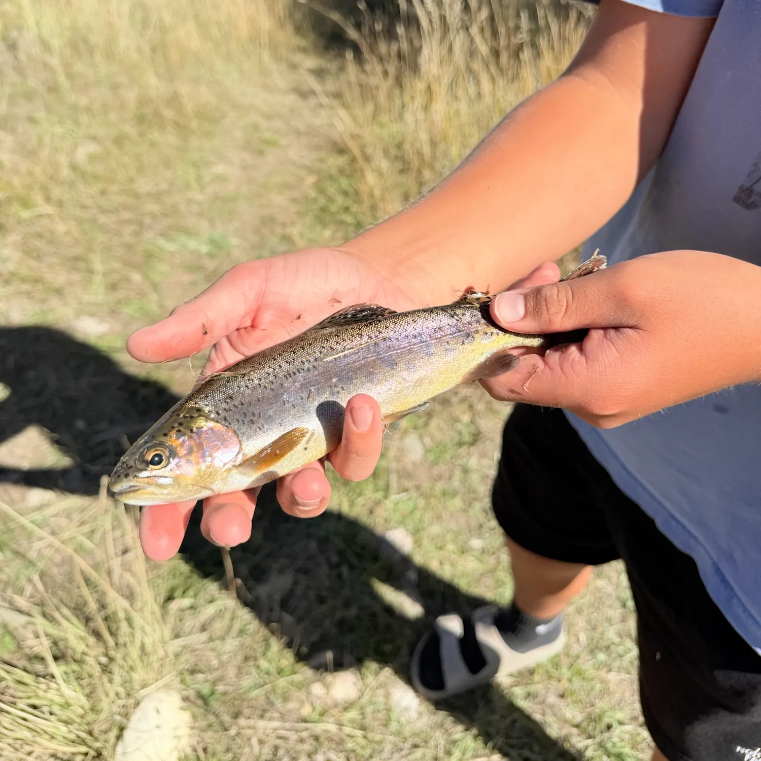 Cutthroat trout caught on Fishbrain