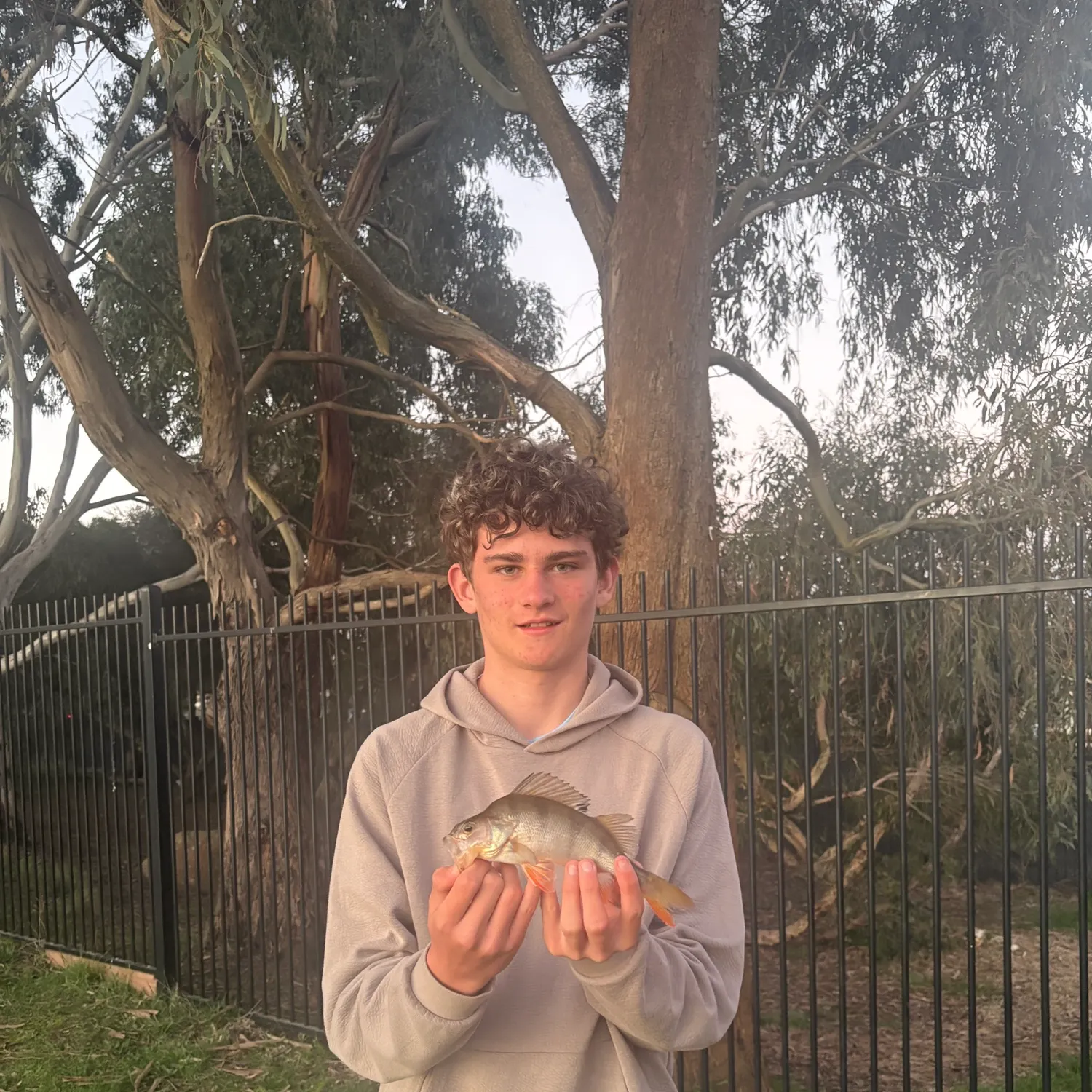 European perch caught on Fishbrain