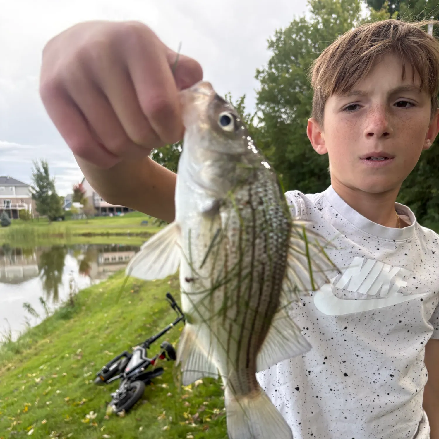 White bass caught on Fishbrain