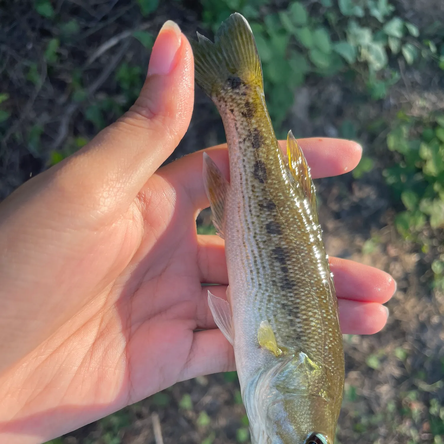 The most recent Tallapoosa bass catches on Fishbrain