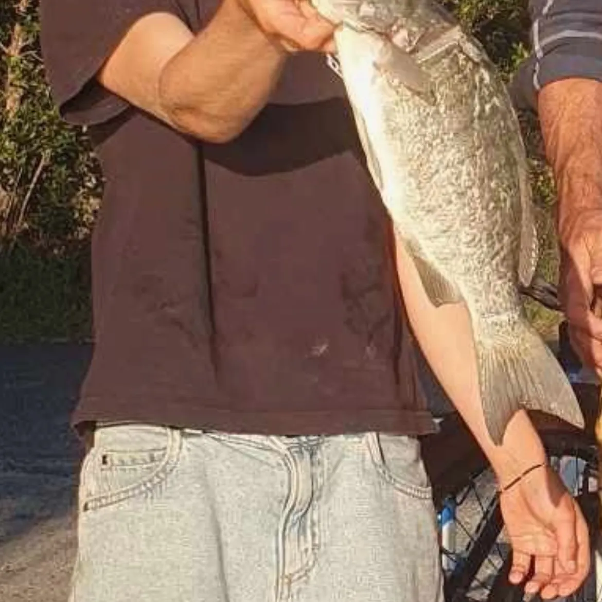 The most recent Luderick catches on Fishbrain