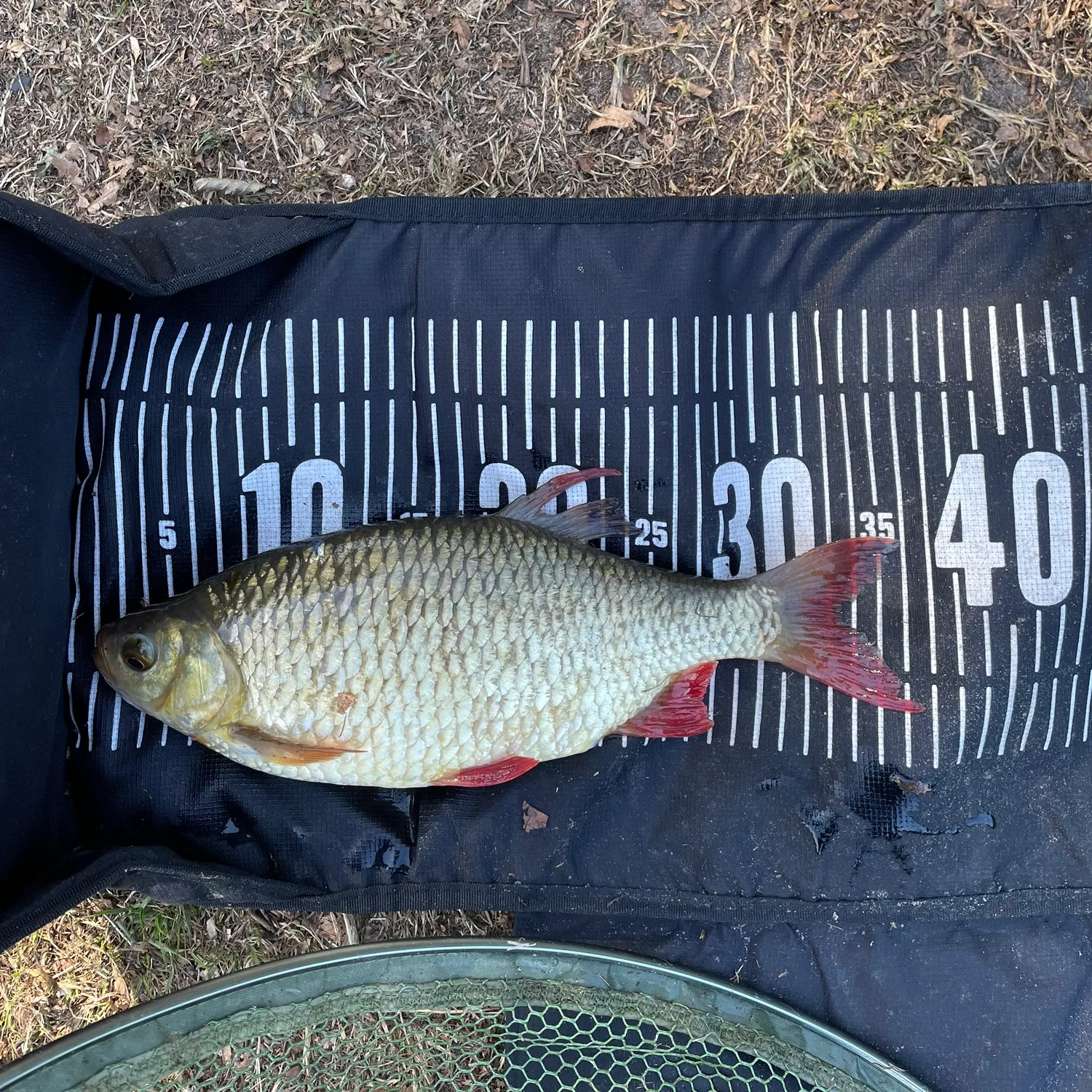 Common rudd caught on Fishbrain