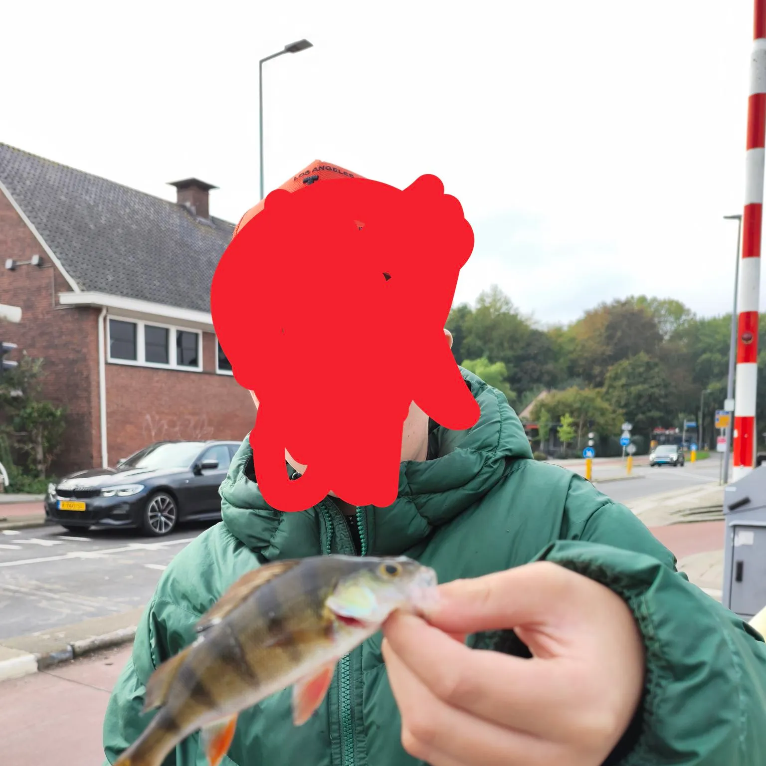European perch caught on Fishbrain