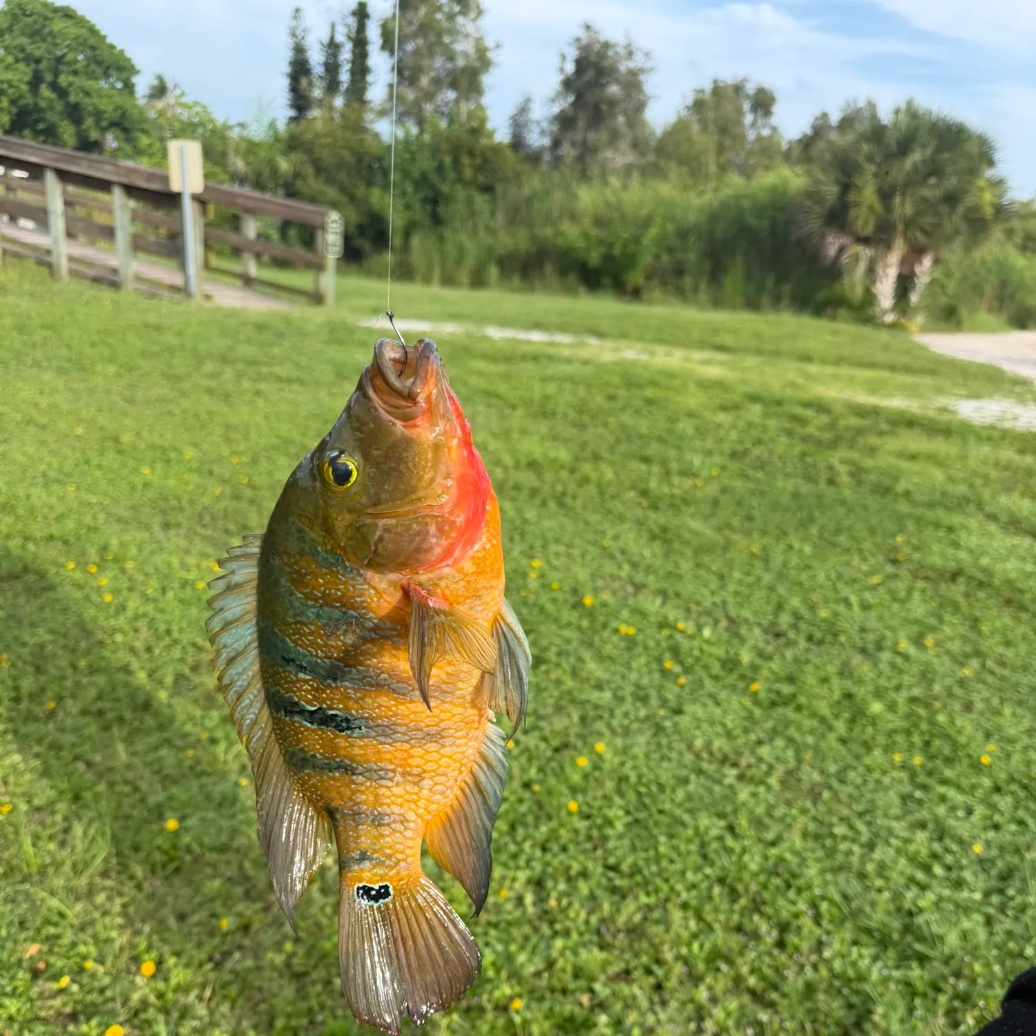 catch