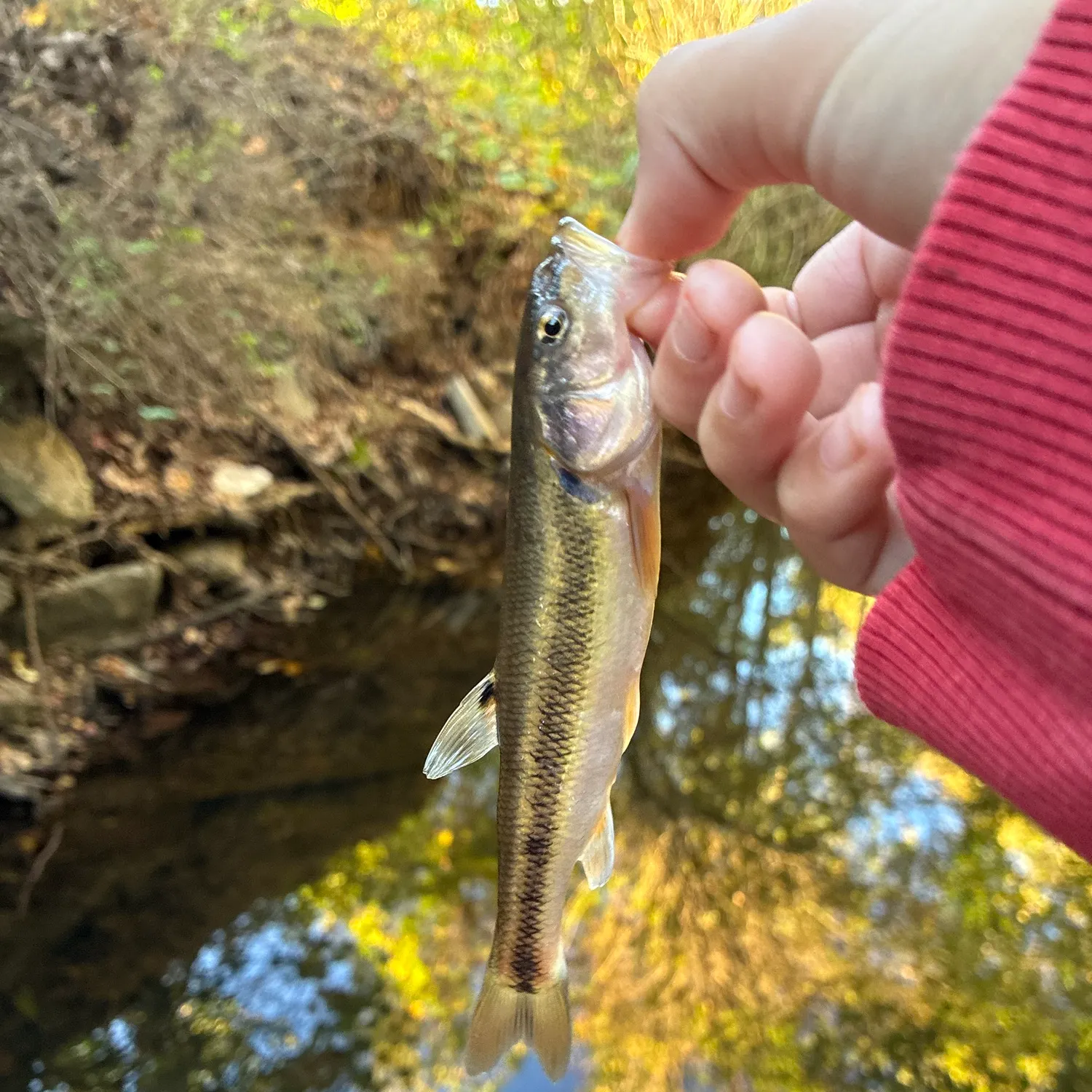 Creek chub caught on Fishbrain