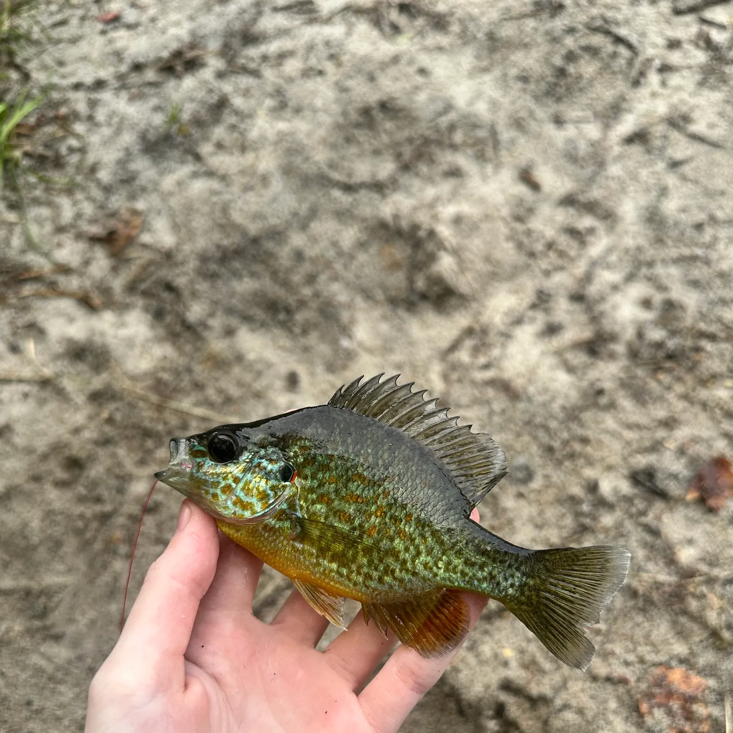 Pumpkinseed caught on Fishbrain