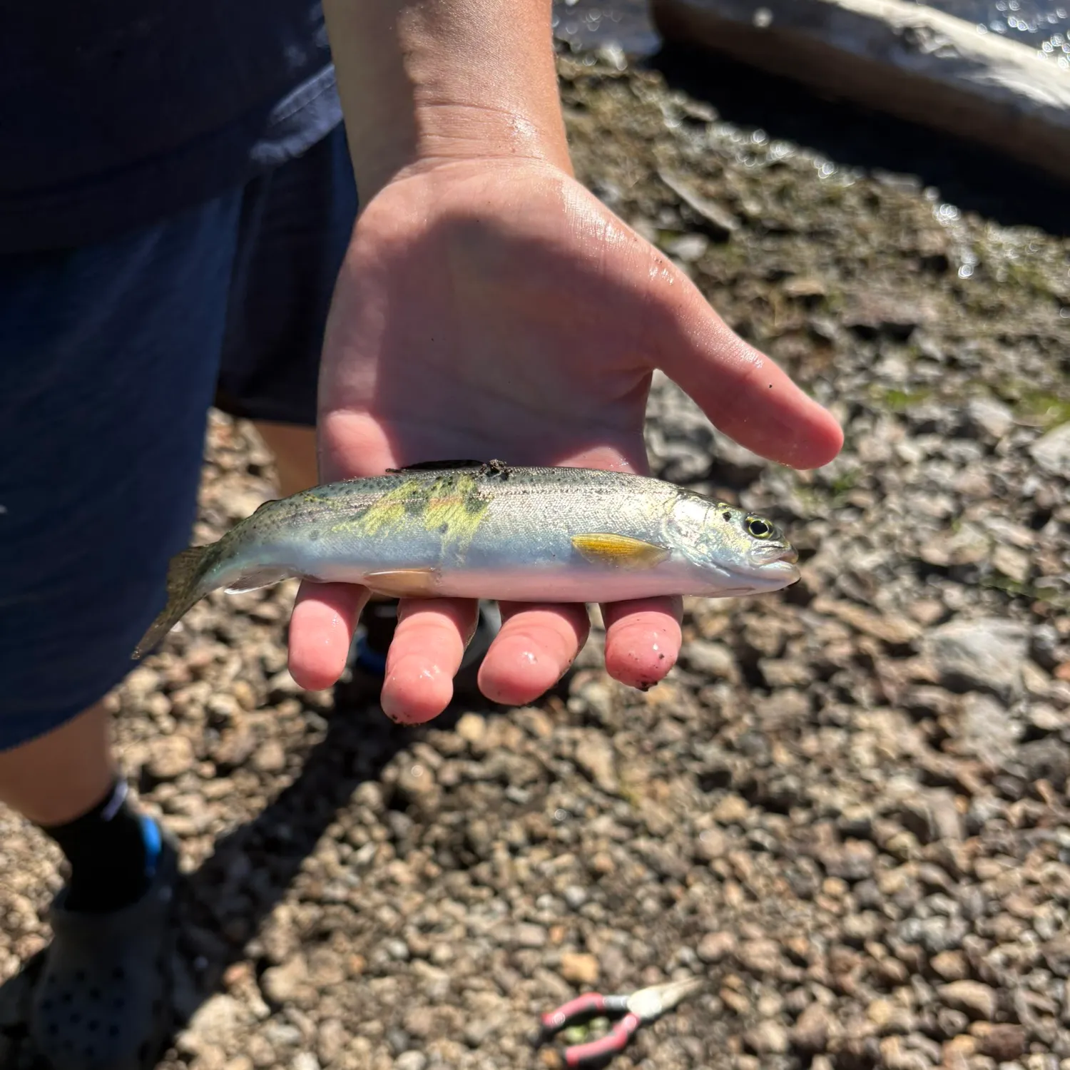 Splake caught on Fishbrain