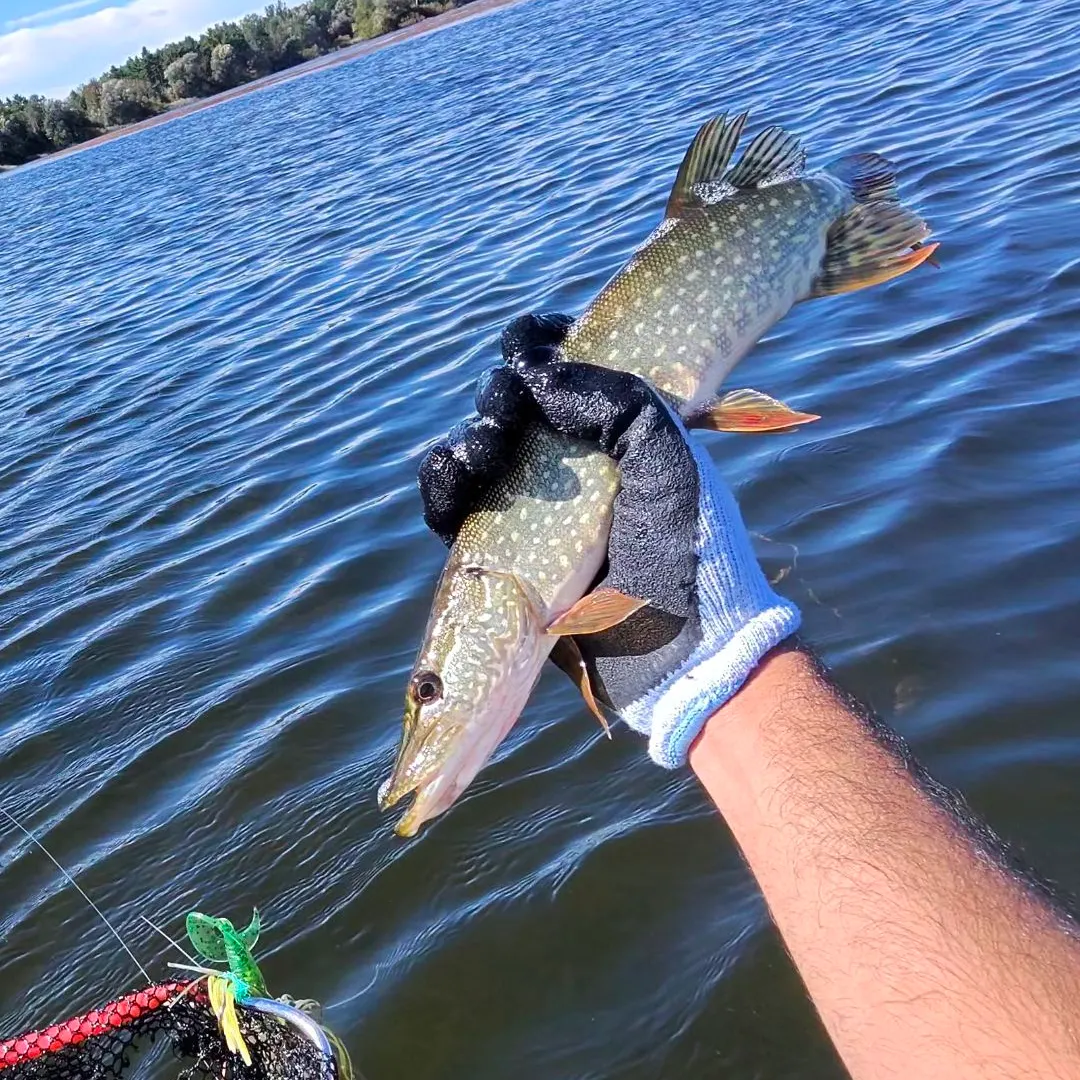 Northern pike caught on Fishbrain