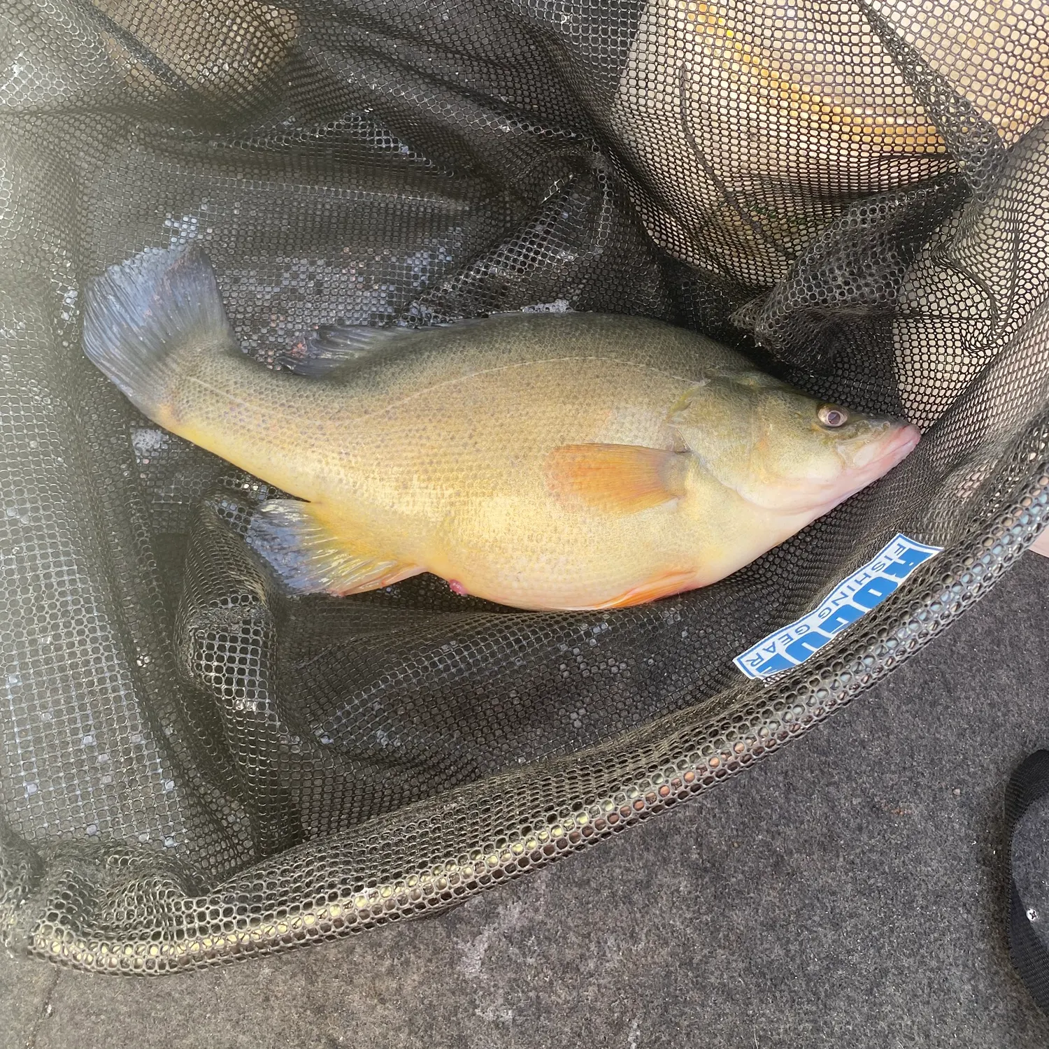 Golden perch caught on Fishbrain