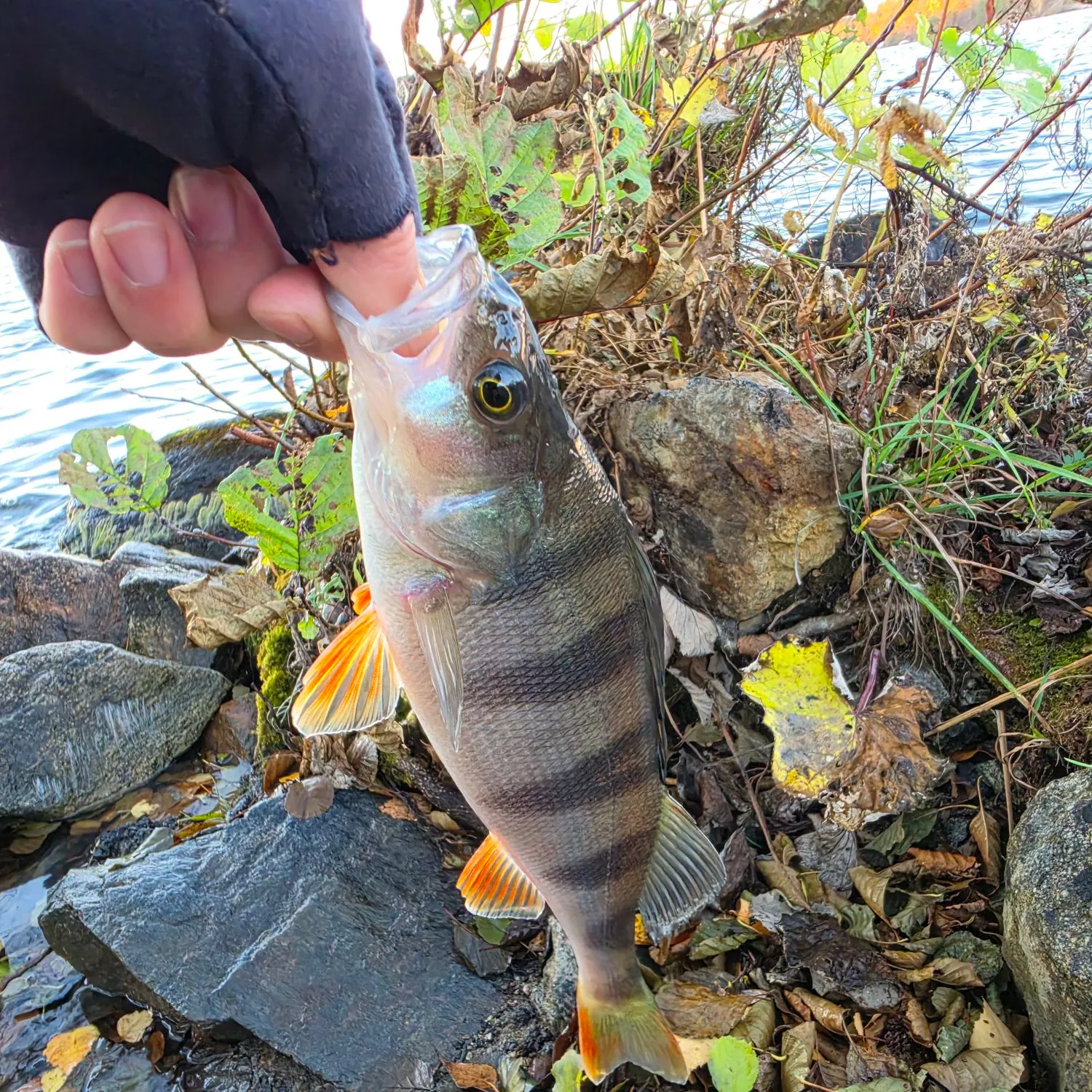 European perch caught on Fishbrain