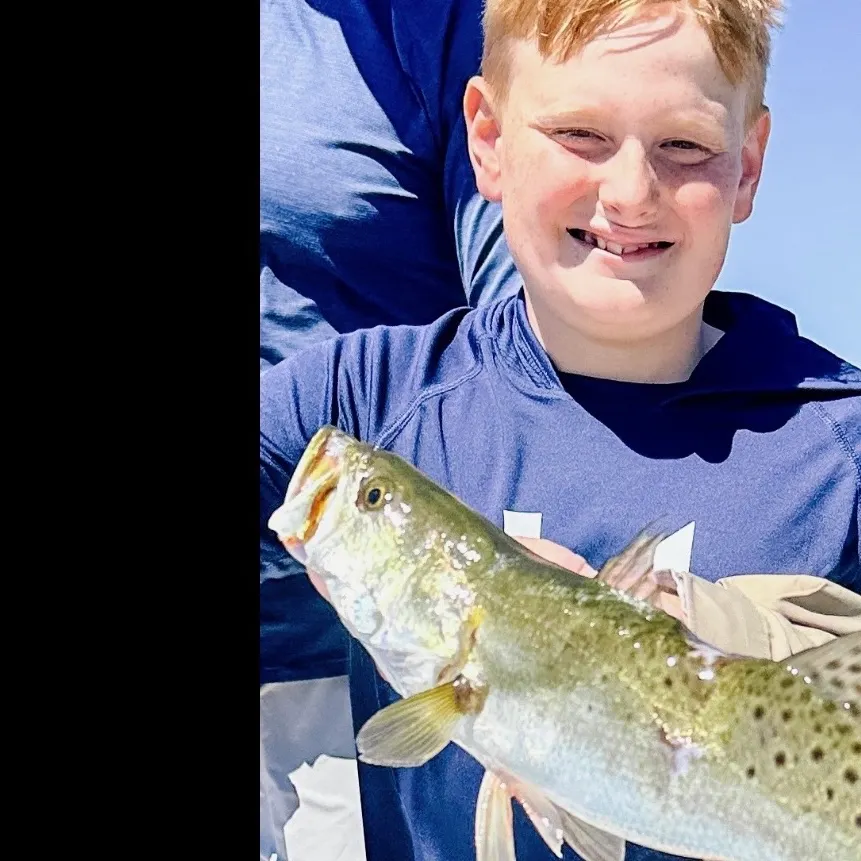 Spotted seatrout caught on Fishbrain