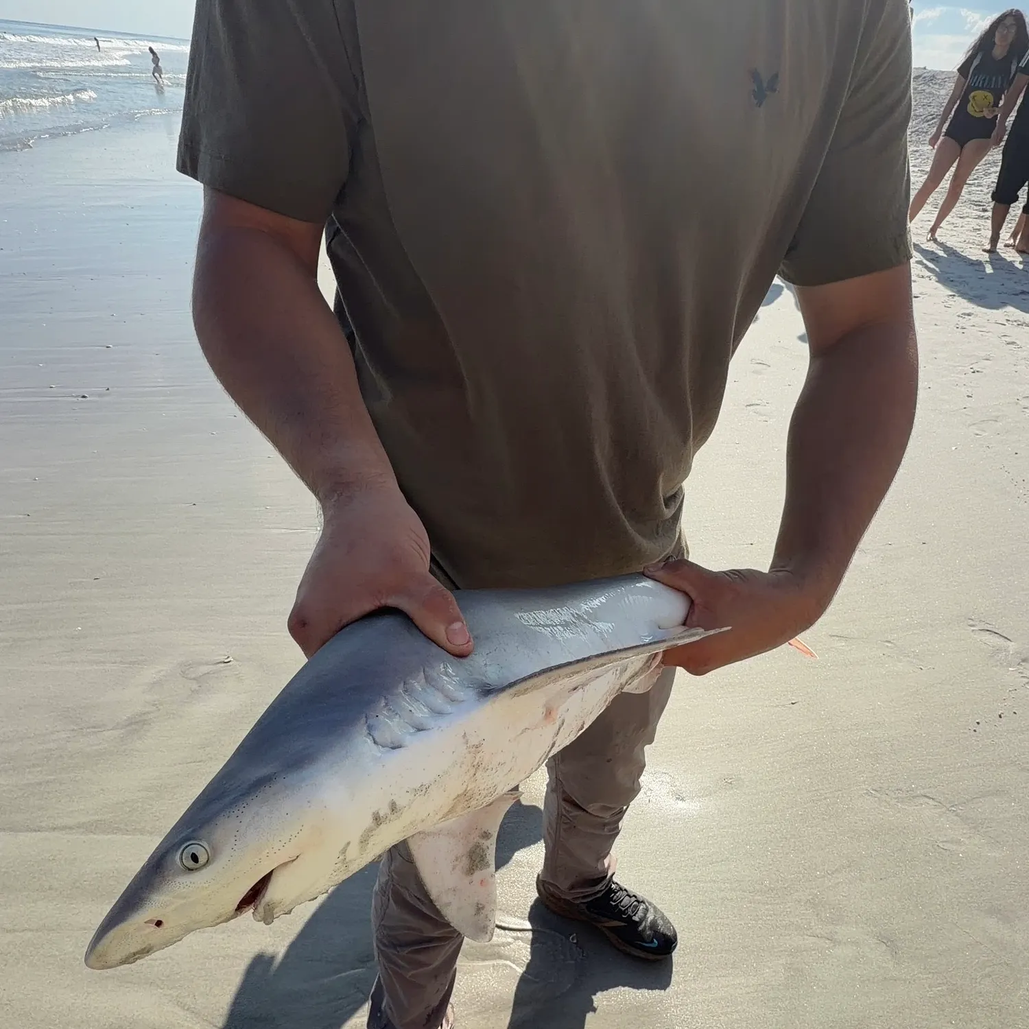 The most recent Blacktip shark catches on Fishbrain