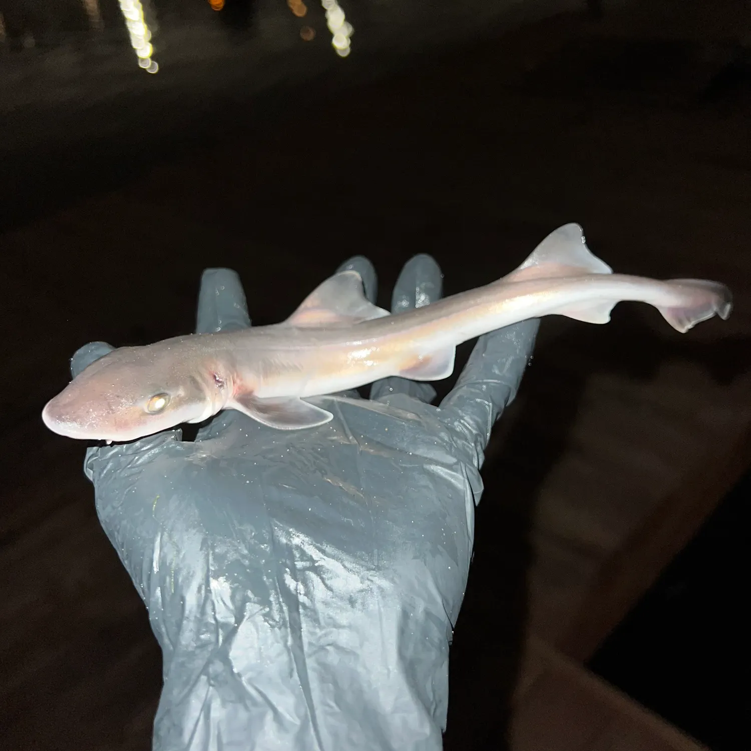 The most popular recent Brown smooth-hound catch on Fishbrain
