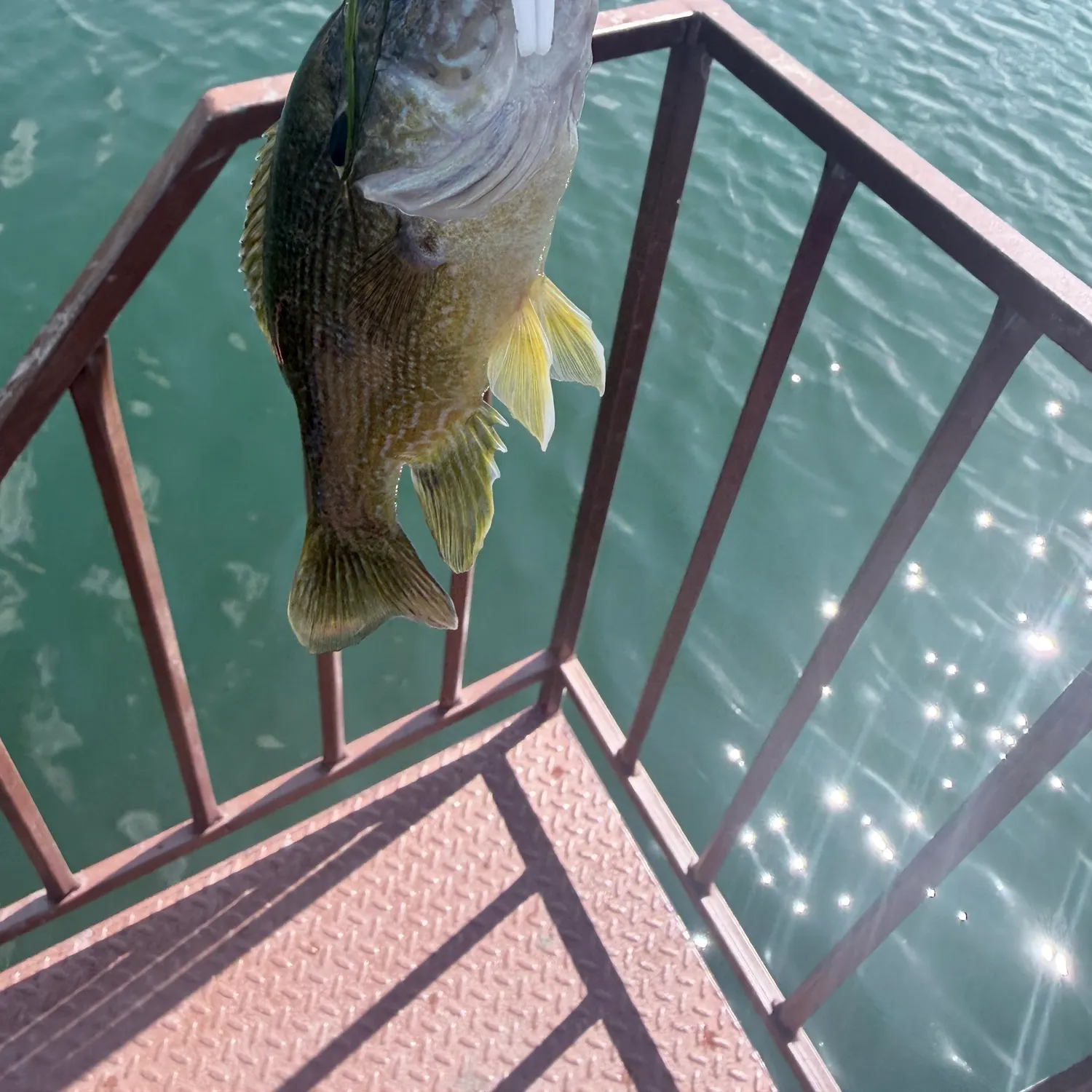 Green sunfish caught on Fishbrain